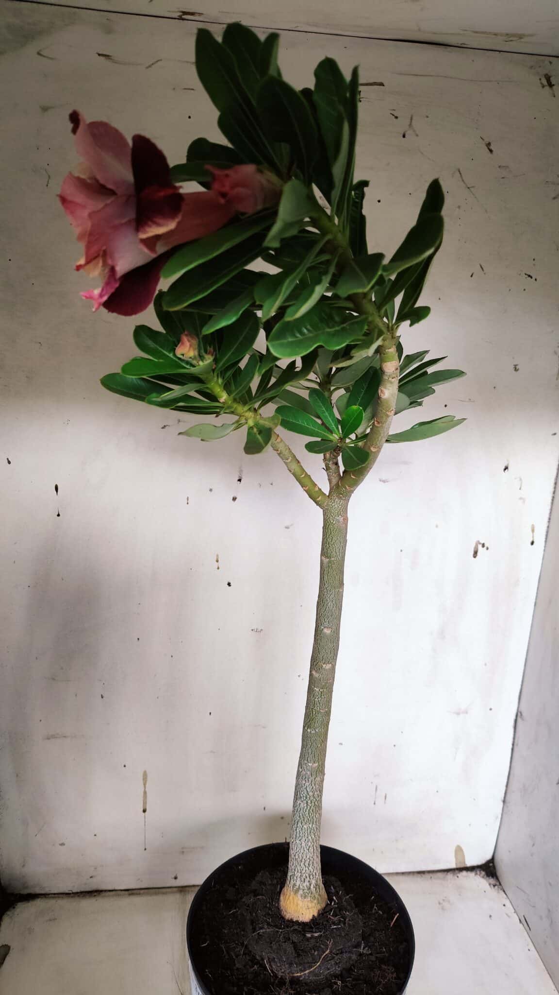 Planta Dobrada 3145 (2) – 35cm – 03 anos