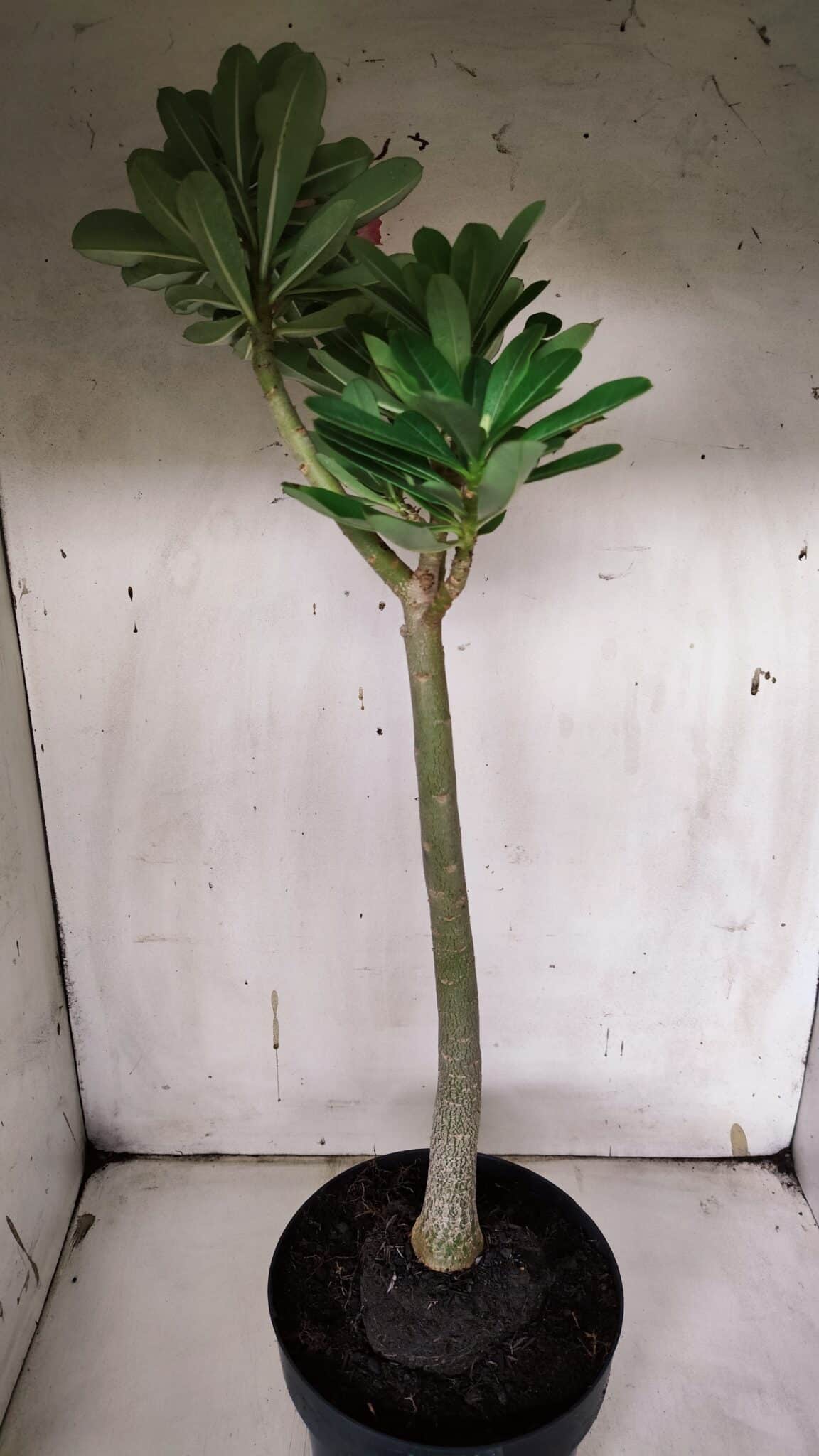 Planta Dobrada 3145 (2) – 35cm – 03 anos