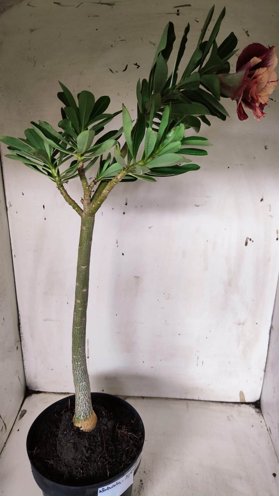 Planta Dobrada 3145 (2) – 35cm – 03 anos