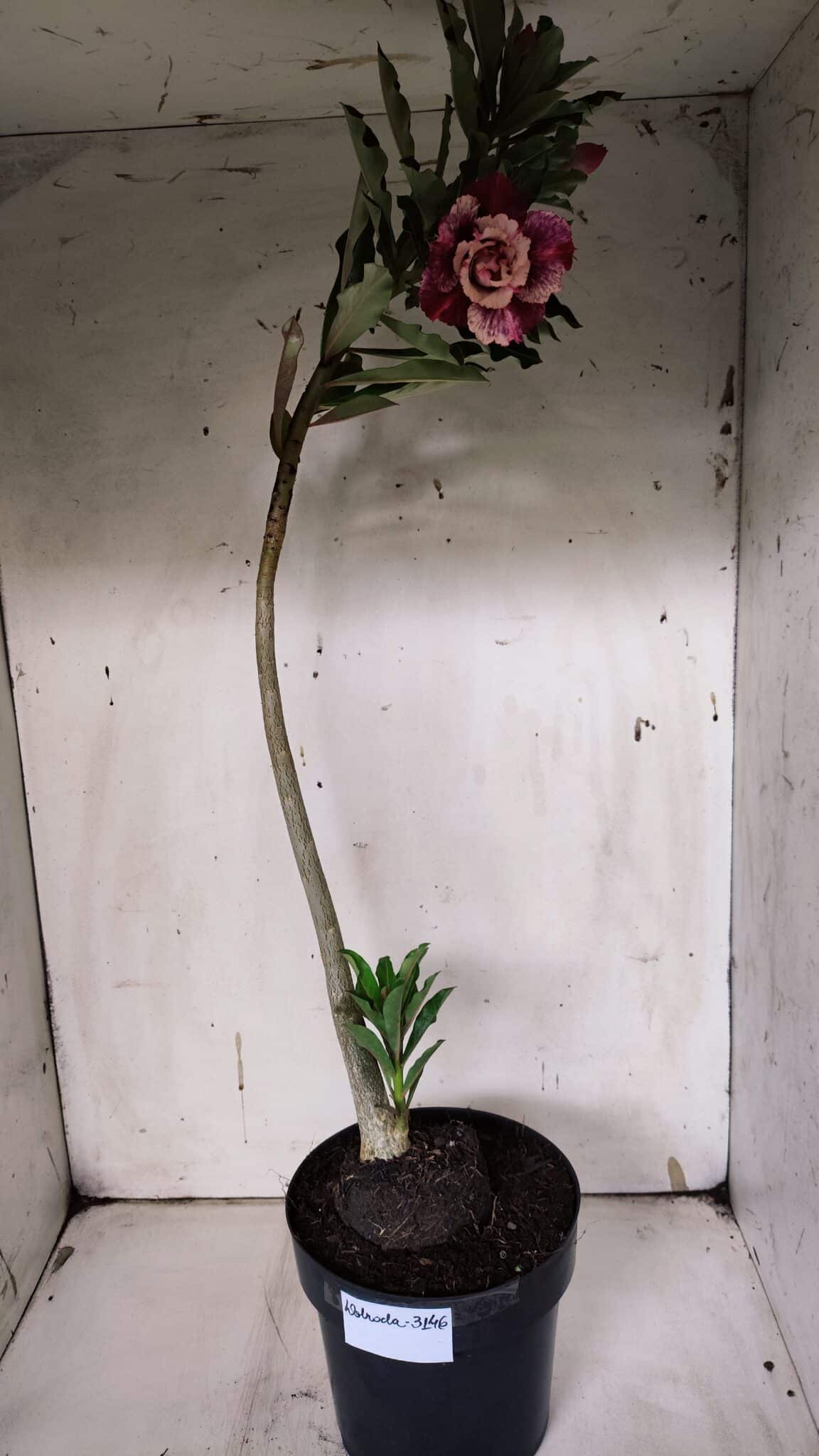 Planta Dobrada 3146 (2) – 35cm – 03 anos