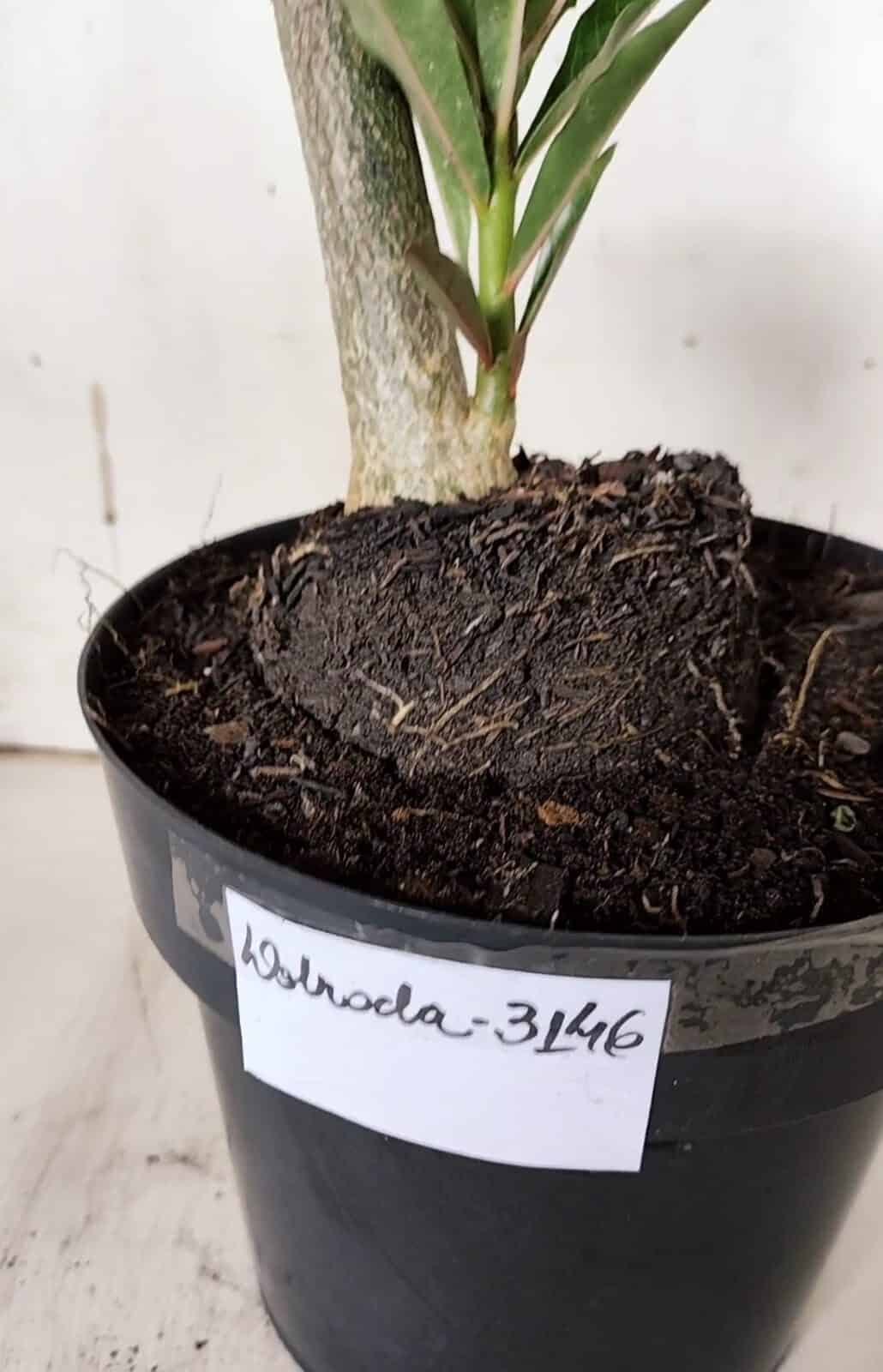 Planta Dobrada 3146 (2) – 35cm – 03 anos
