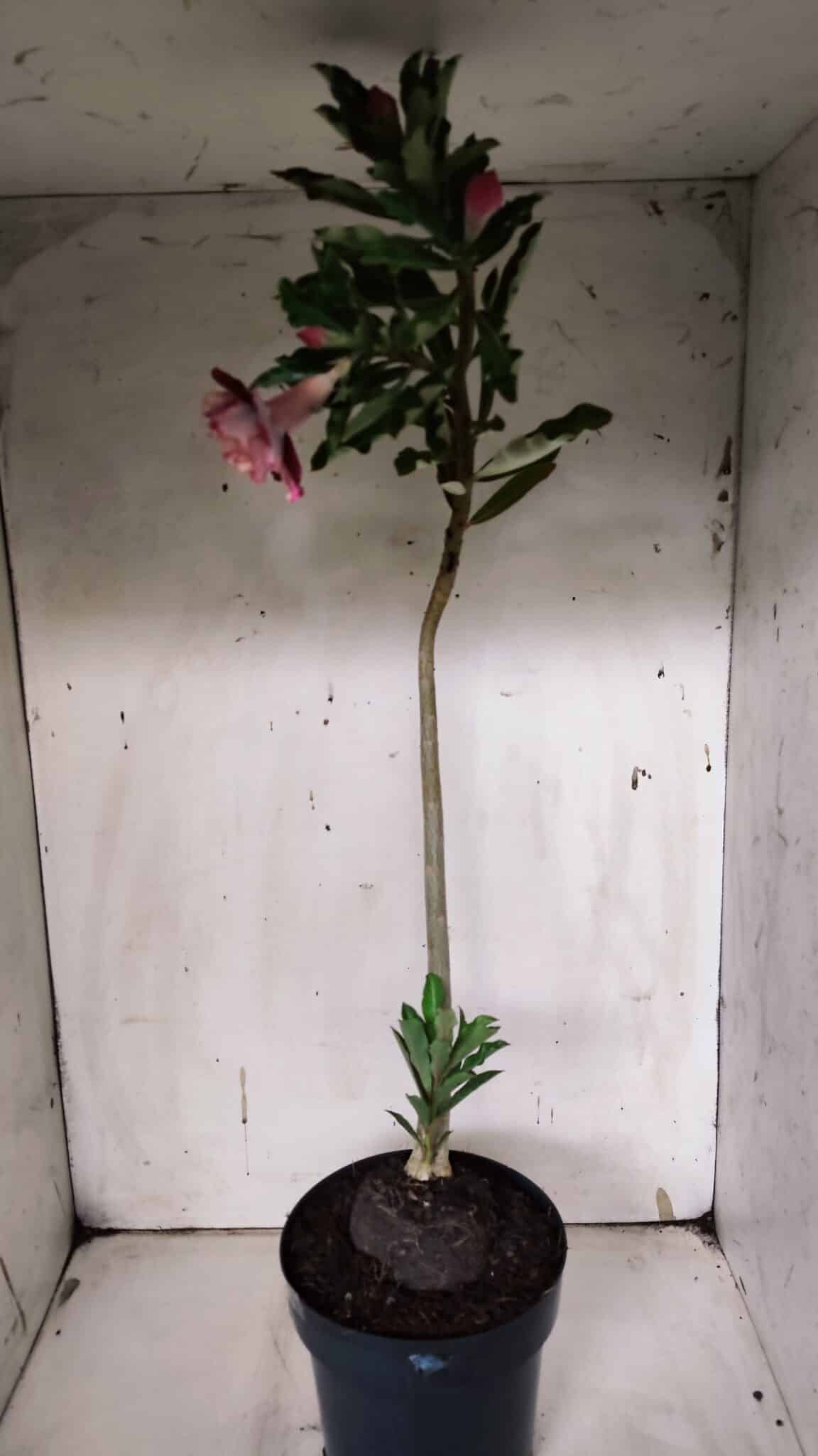 Planta Dobrada 3146 (2) – 35cm – 03 anos
