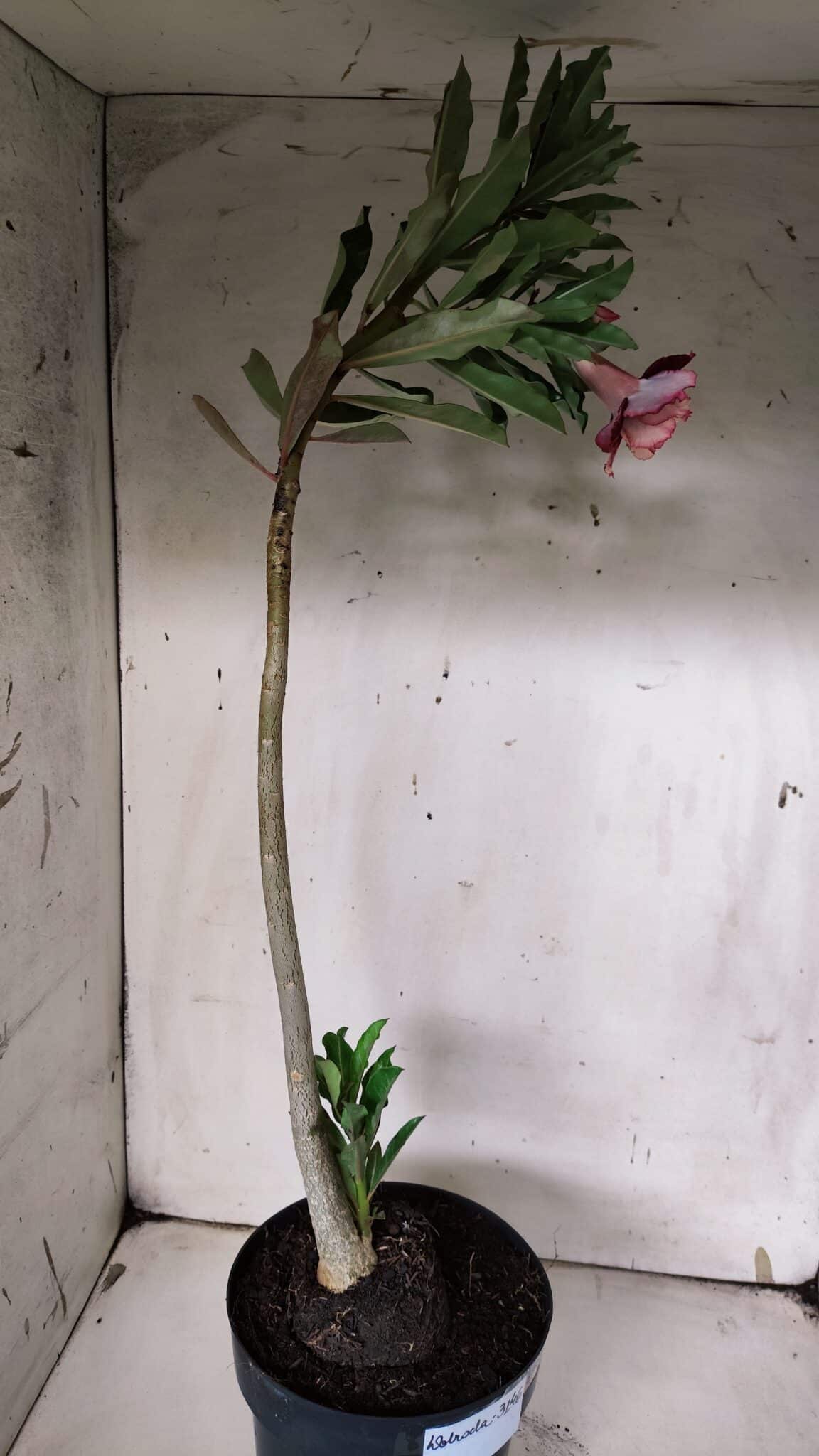 Planta Dobrada 3146 (2) – 35cm – 03 anos