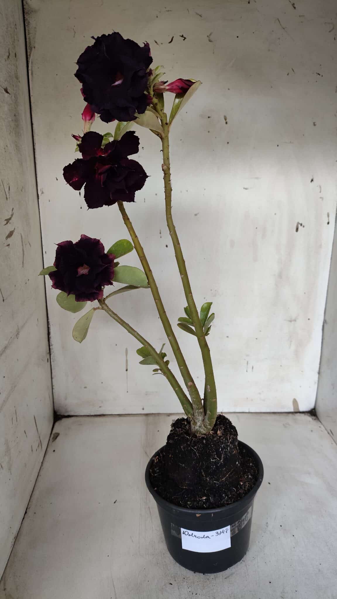 Planta Dobrada 3147 (2) – 35cm – 03 anos