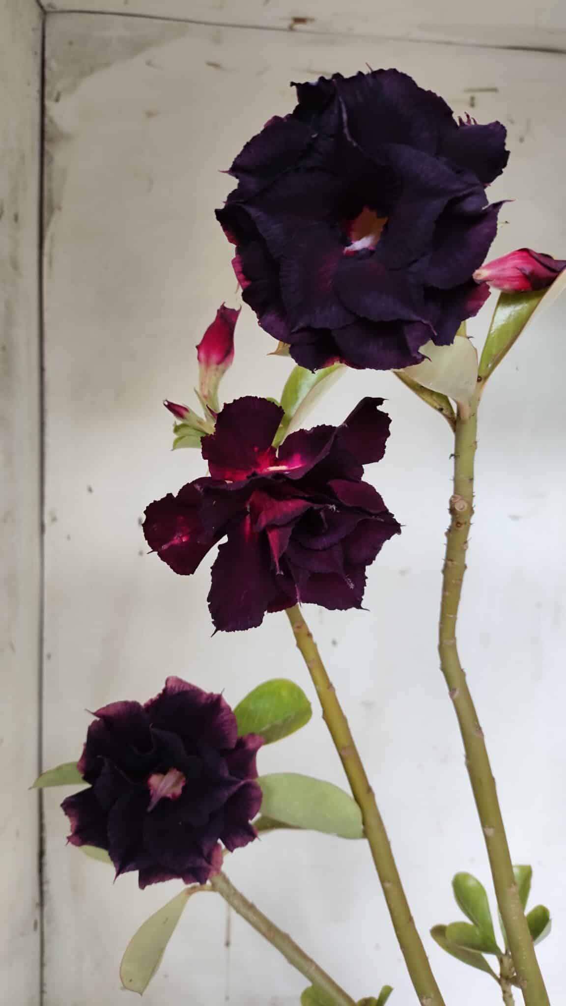Planta Dobrada 3147 (2) – 35cm – 03 anos