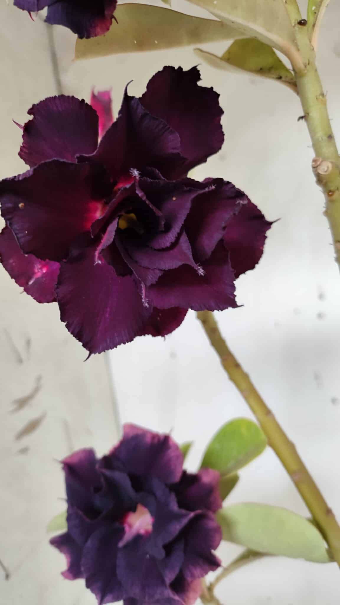 Planta Dobrada 3147 (2) – 35cm – 03 anos
