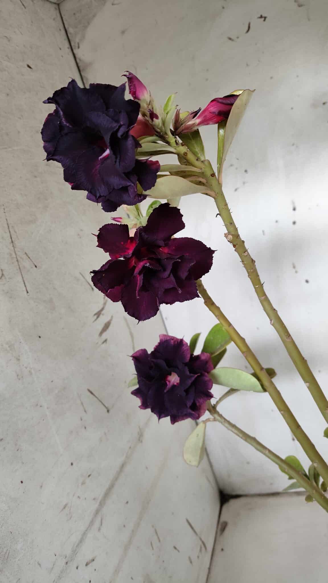 Planta Dobrada 3147 (2) – 35cm – 03 anos