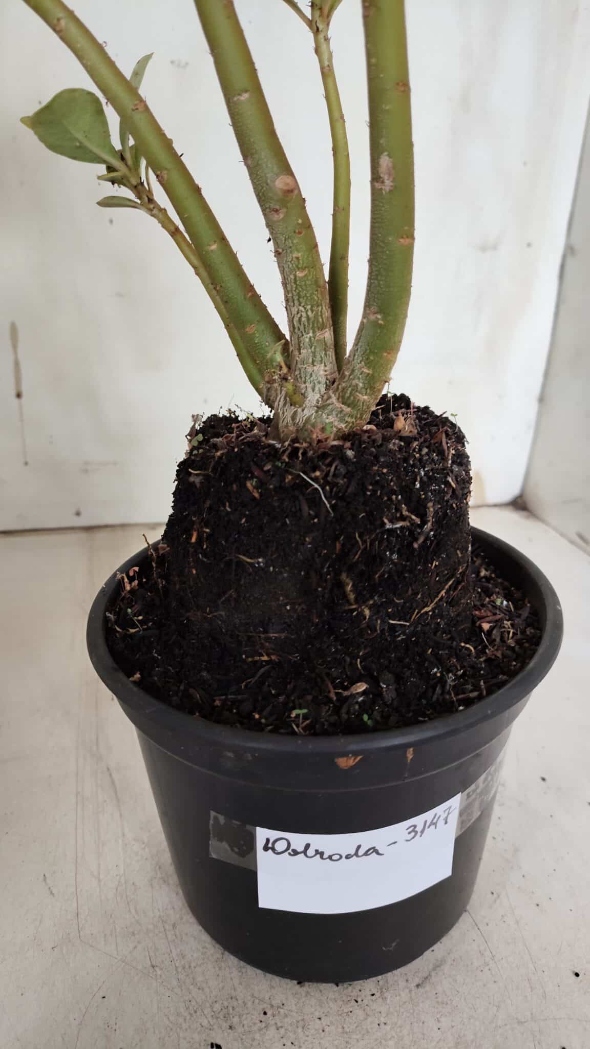 Planta Dobrada 3147 (2) – 35cm – 03 anos