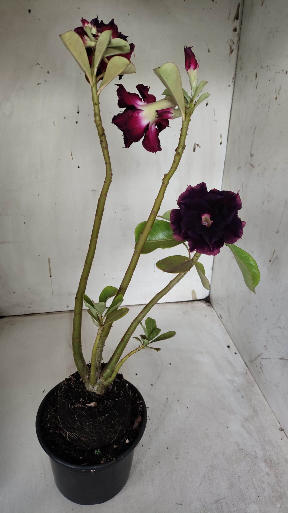Planta Dobrada 3147 (2) – 35cm – 03 anos