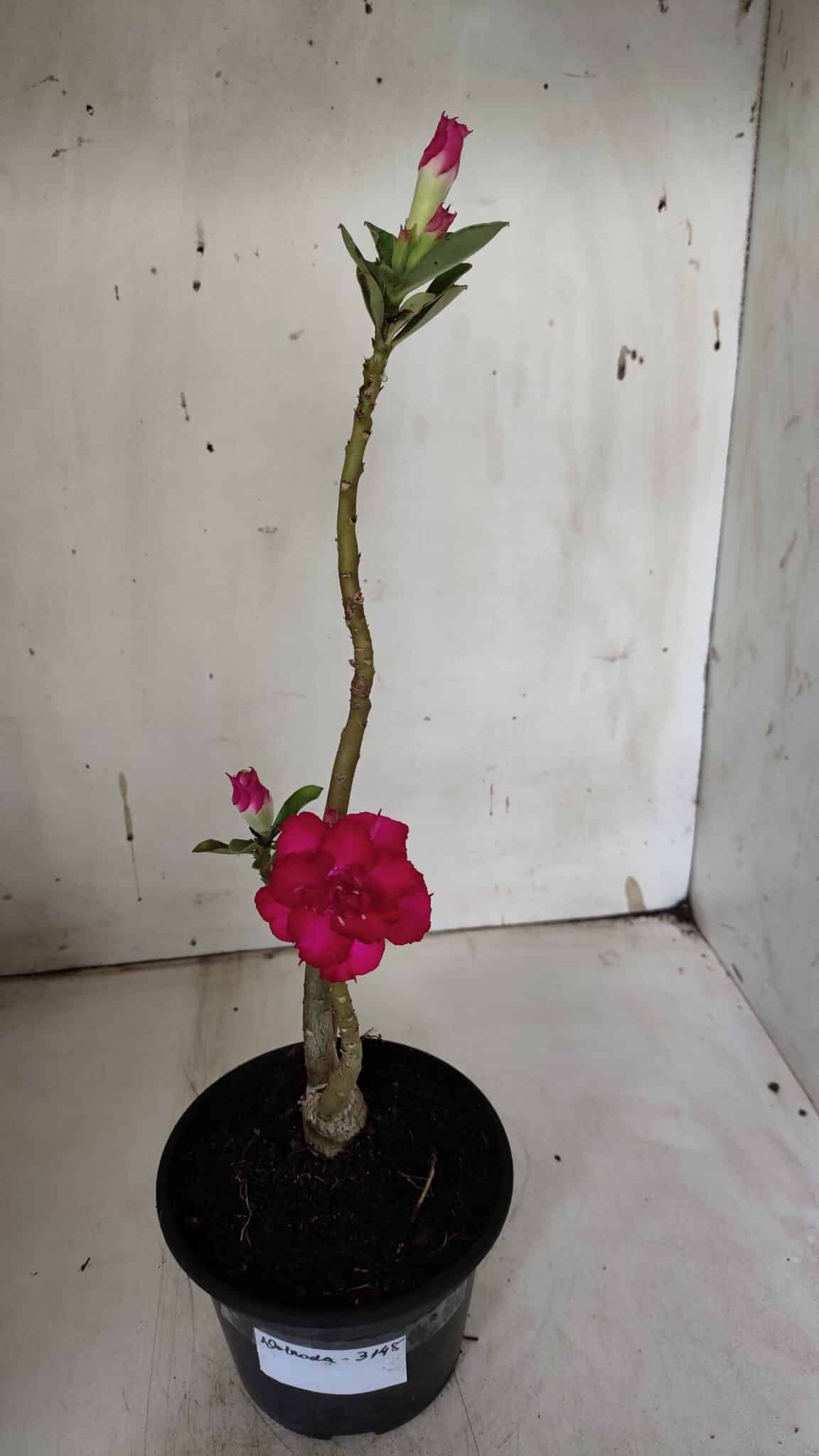Planta Dobrada 3148 (2) – 30cm – 02 anos