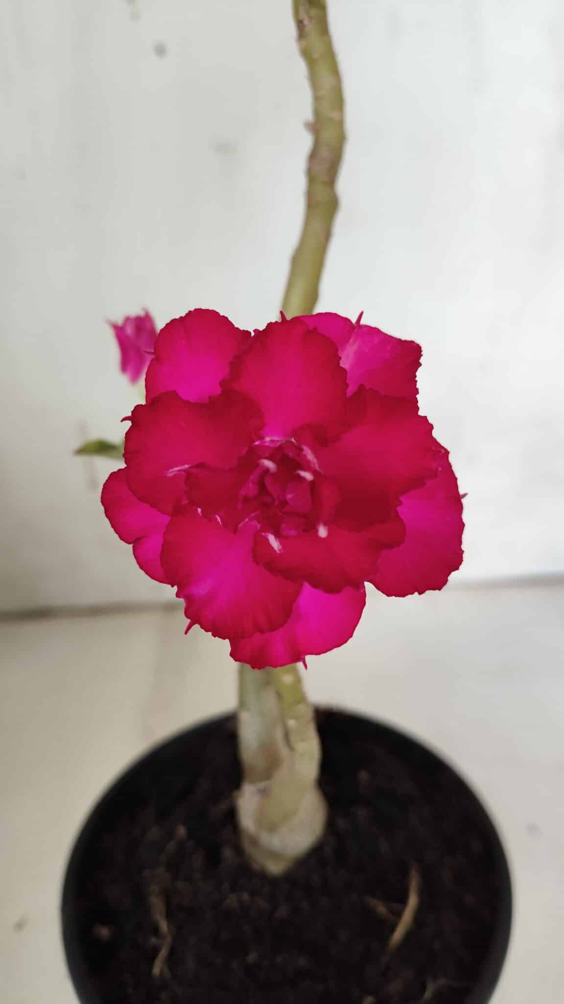 Planta Dobrada 3148 (2) – 30cm – 02 anos