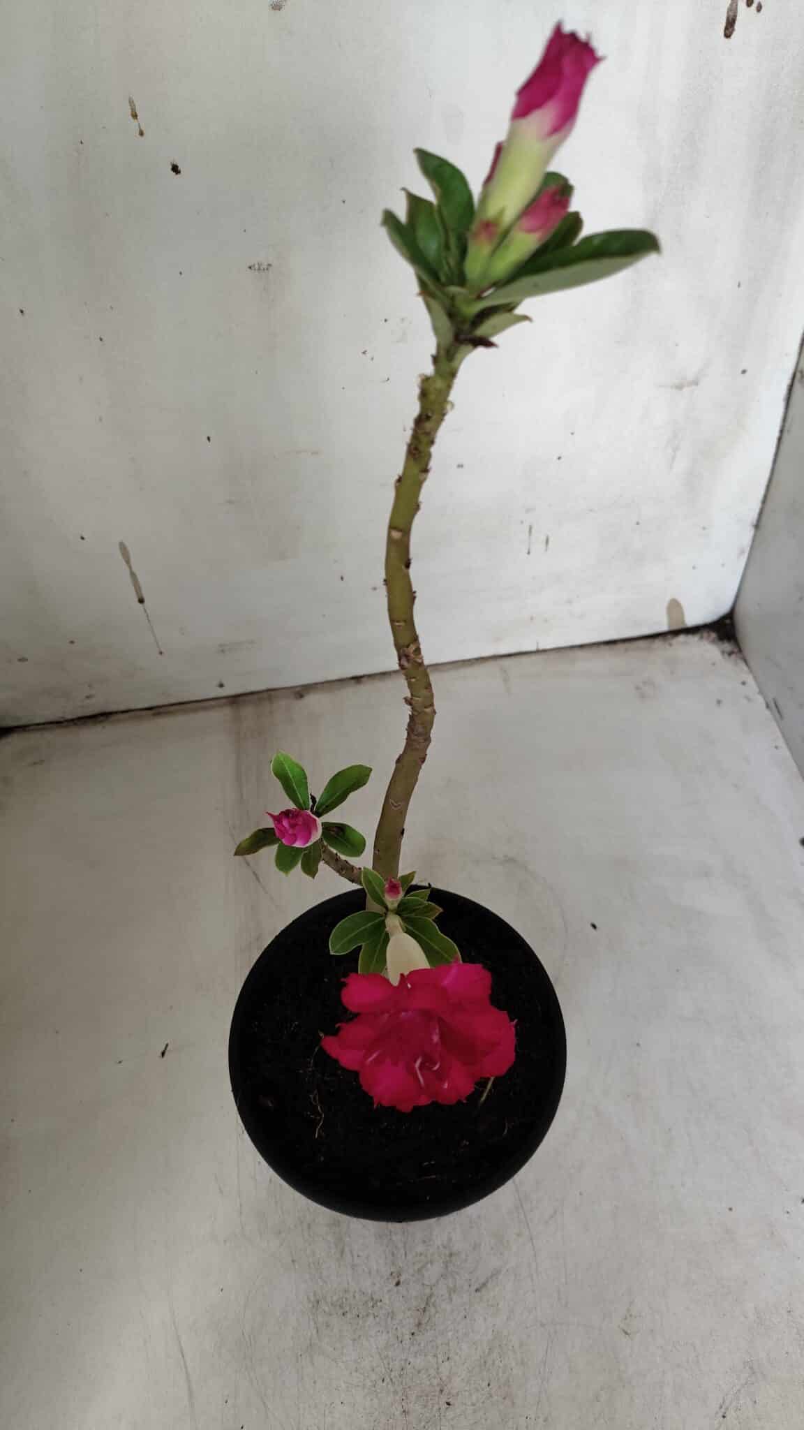 Planta Dobrada 3148 (2) – 30cm – 02 anos