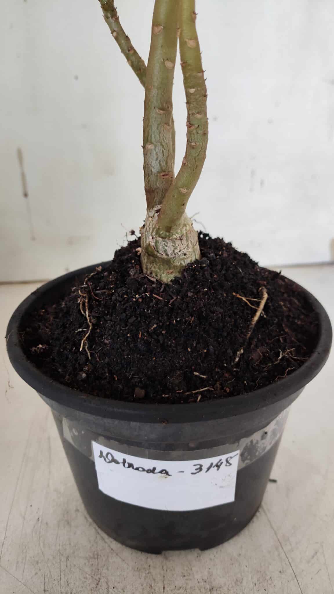 Planta Dobrada 3148 (2) – 30cm – 02 anos
