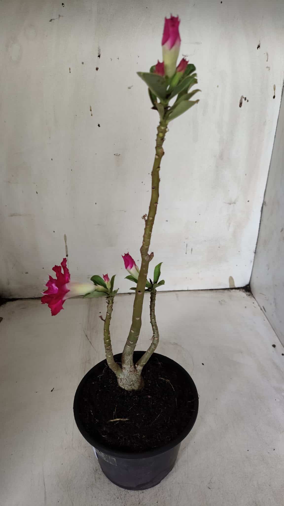 Planta Dobrada 3148 (2) – 30cm – 02 anos