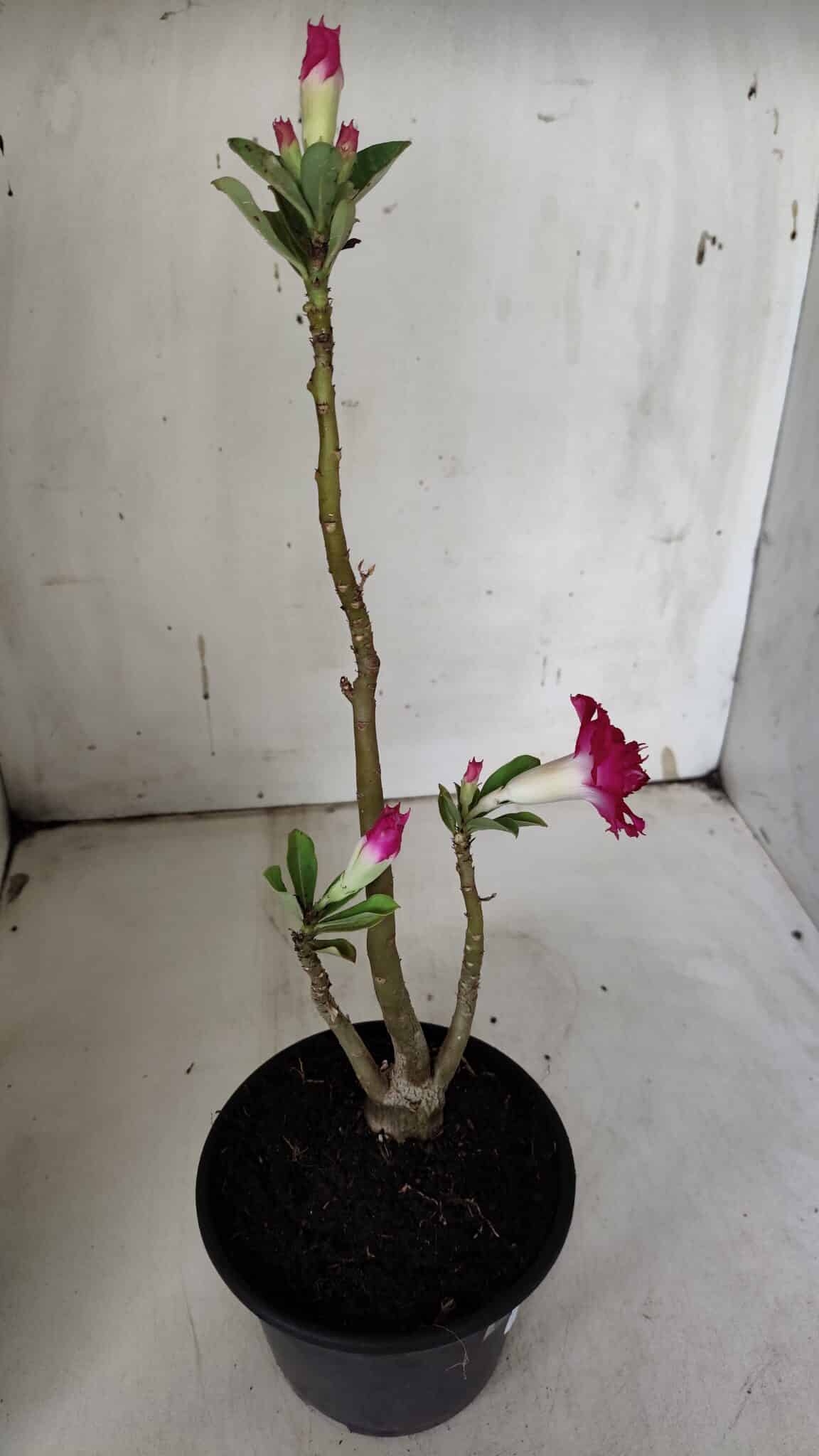 Planta Dobrada 3148 (2) – 30cm – 02 anos