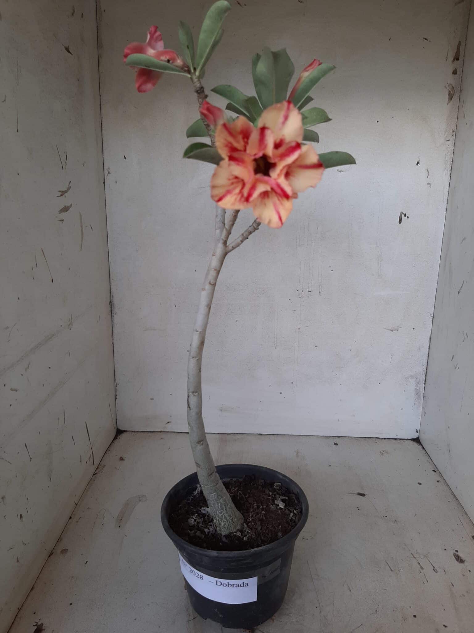 Planta Dobrada 2028 – 30cm – 01 ano