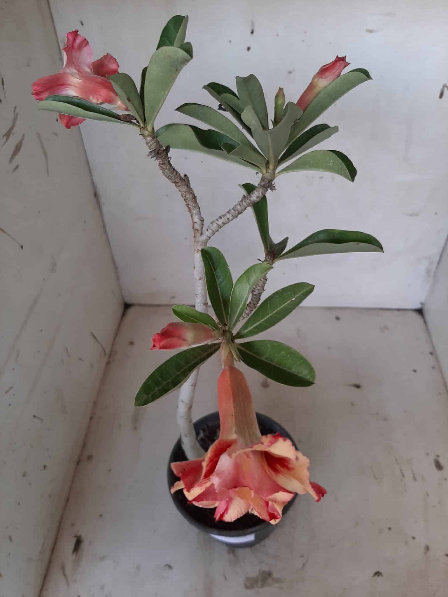 Planta Dobrada 2028 – 30cm – 01 ano