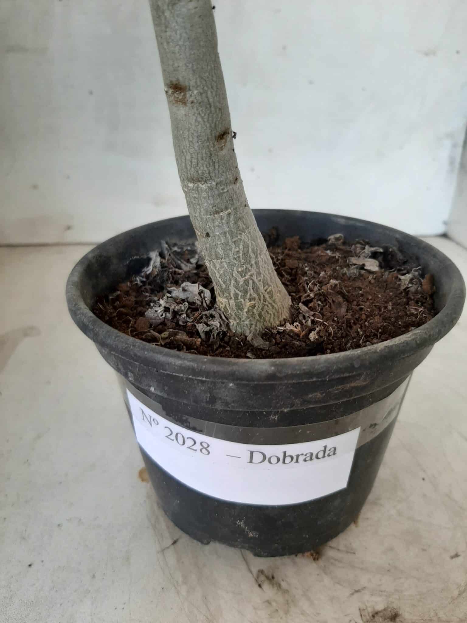 Planta Dobrada 2028 – 30cm – 01 ano