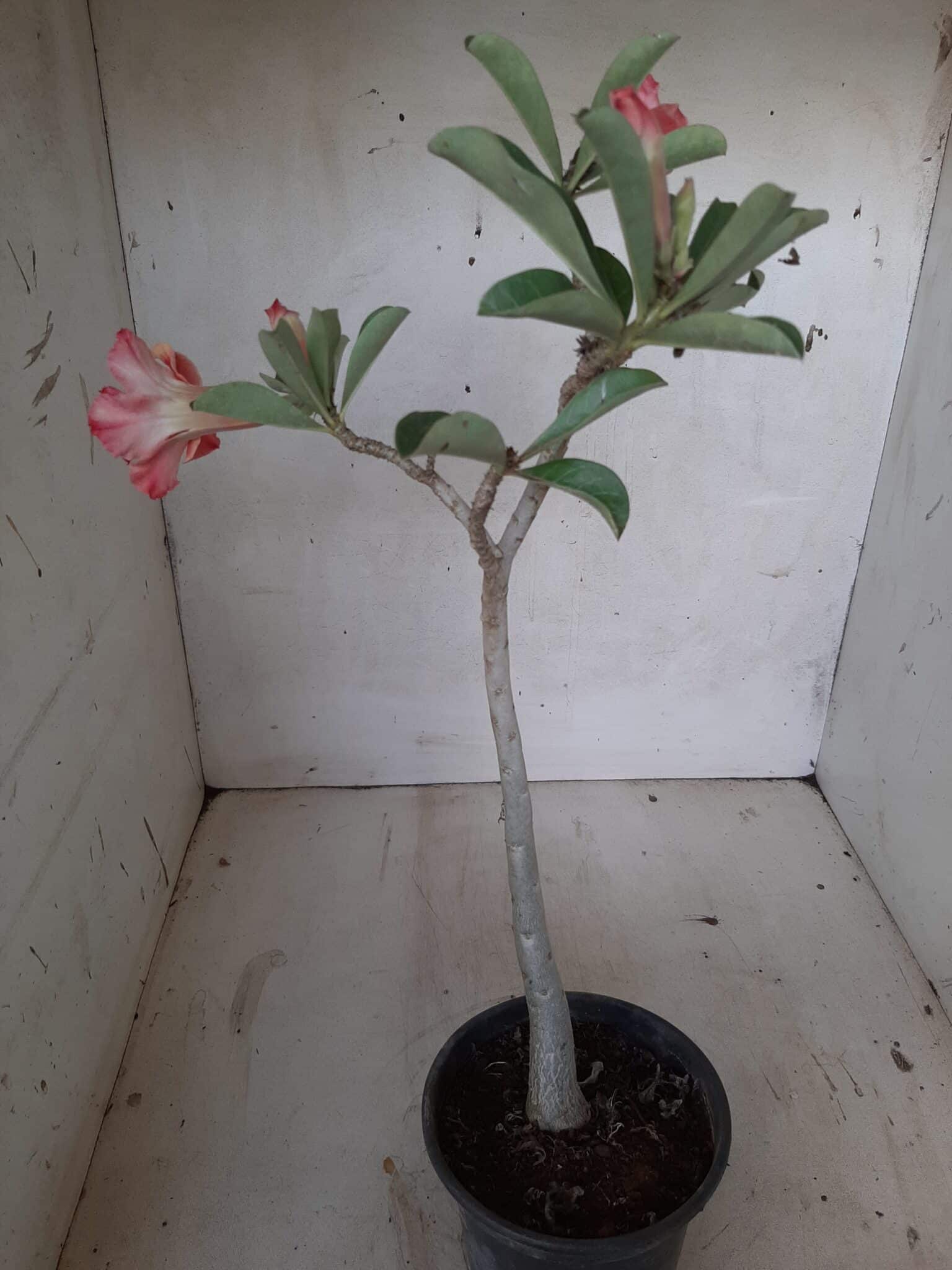 Planta Dobrada 2028 – 30cm – 01 ano