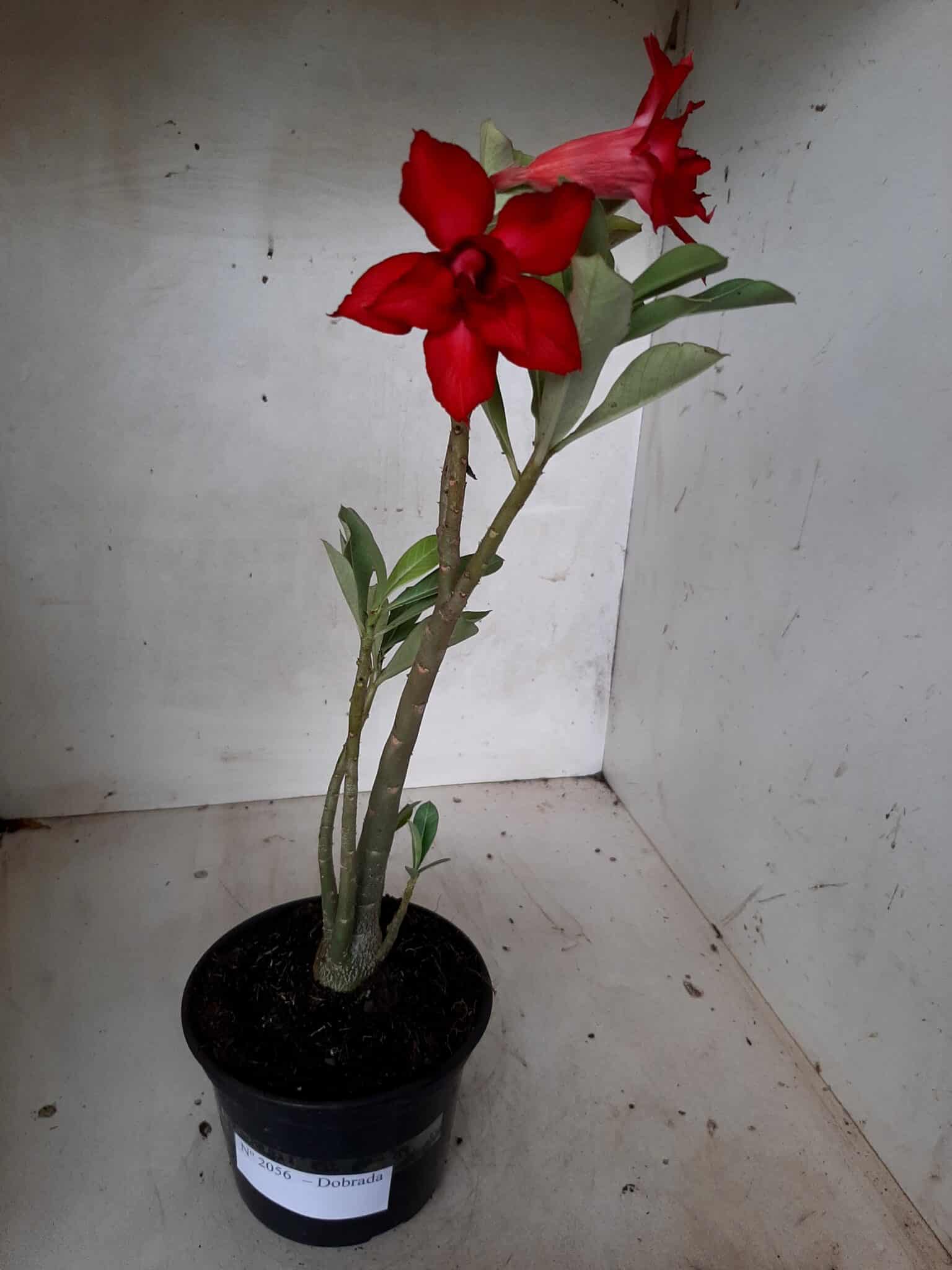 Planta Dobrada 2056 – 30cm – 01 ano