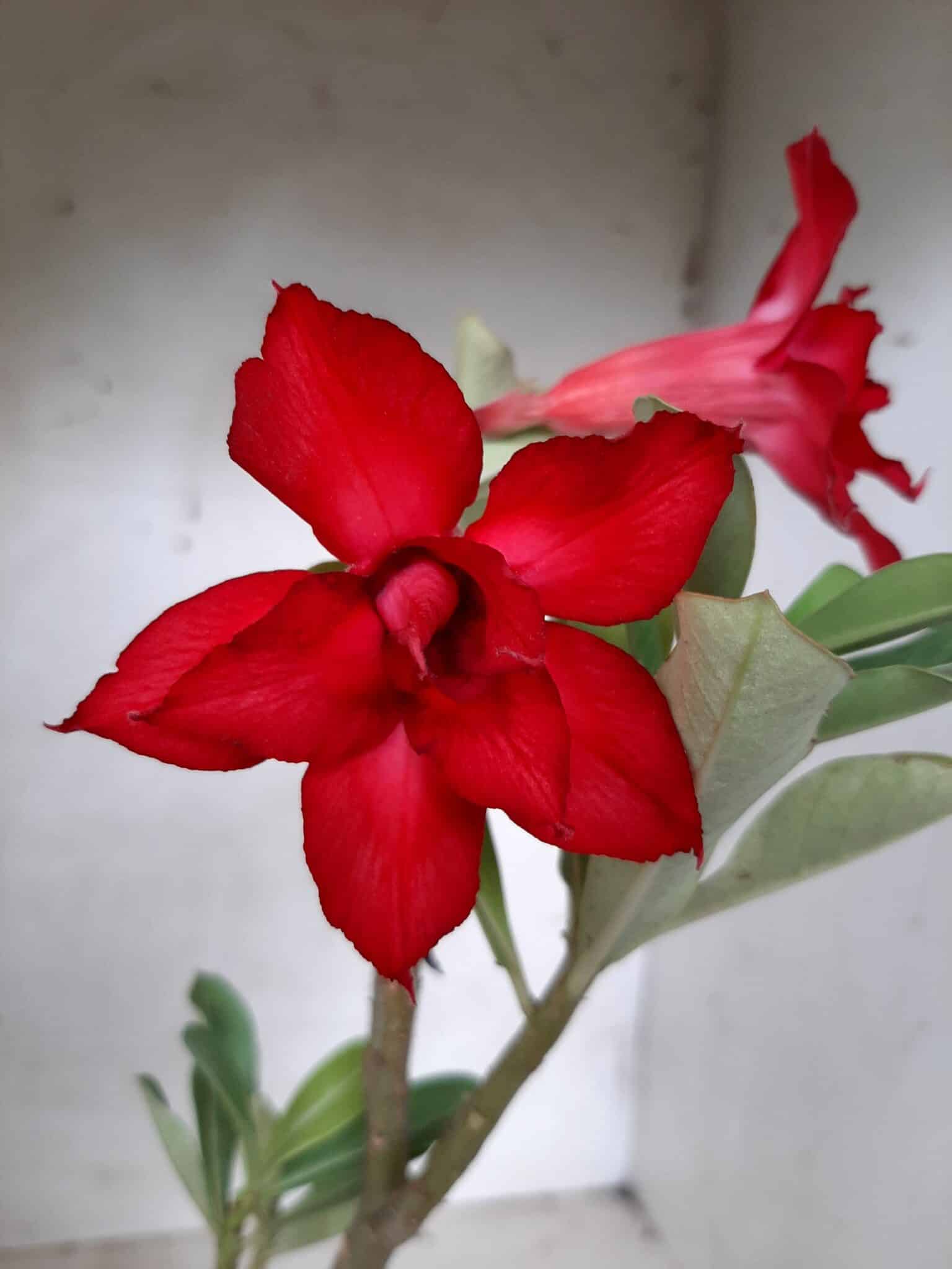 Planta Dobrada 2056 – 30cm – 01 ano