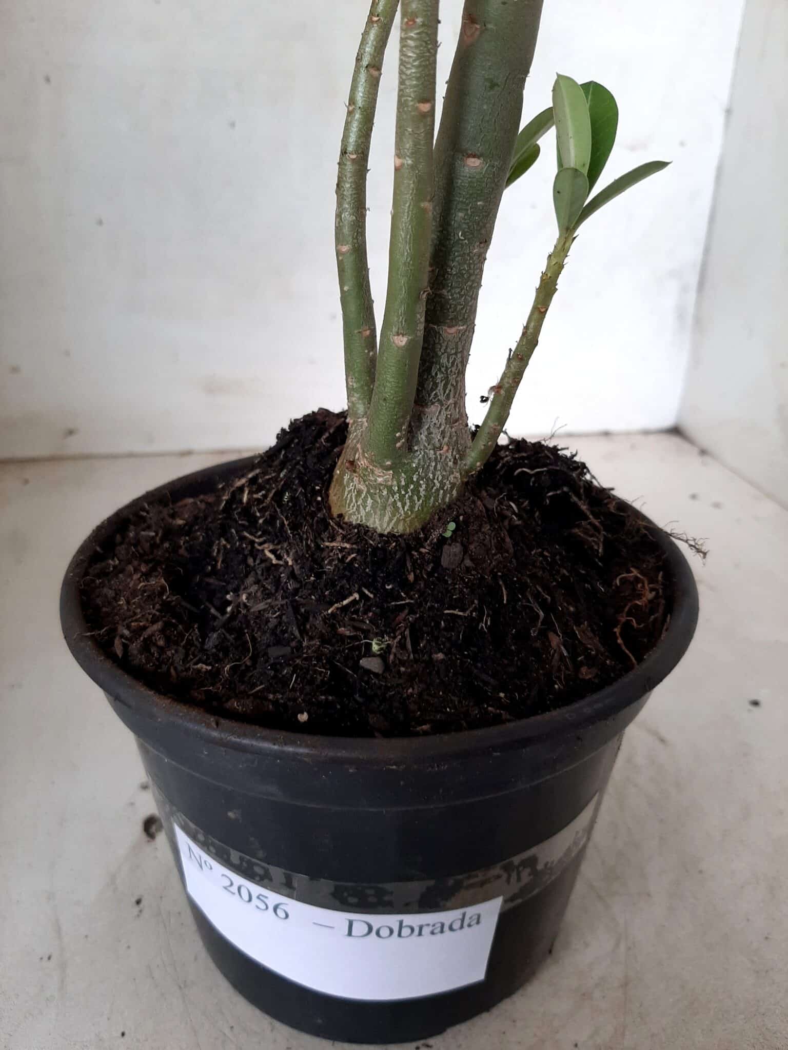 Planta Dobrada 2056 – 30cm – 01 ano