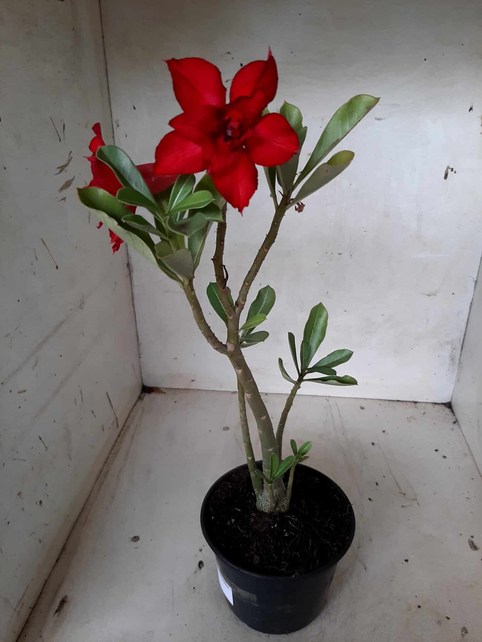 Planta Dobrada 2056 – 30cm – 01 ano