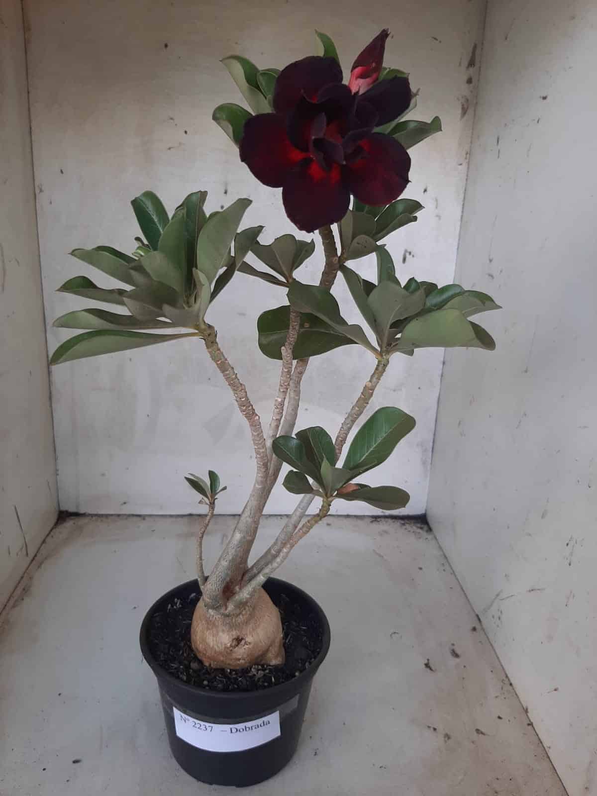 Planta Dobrada 2237 – 35cm – 03 anos