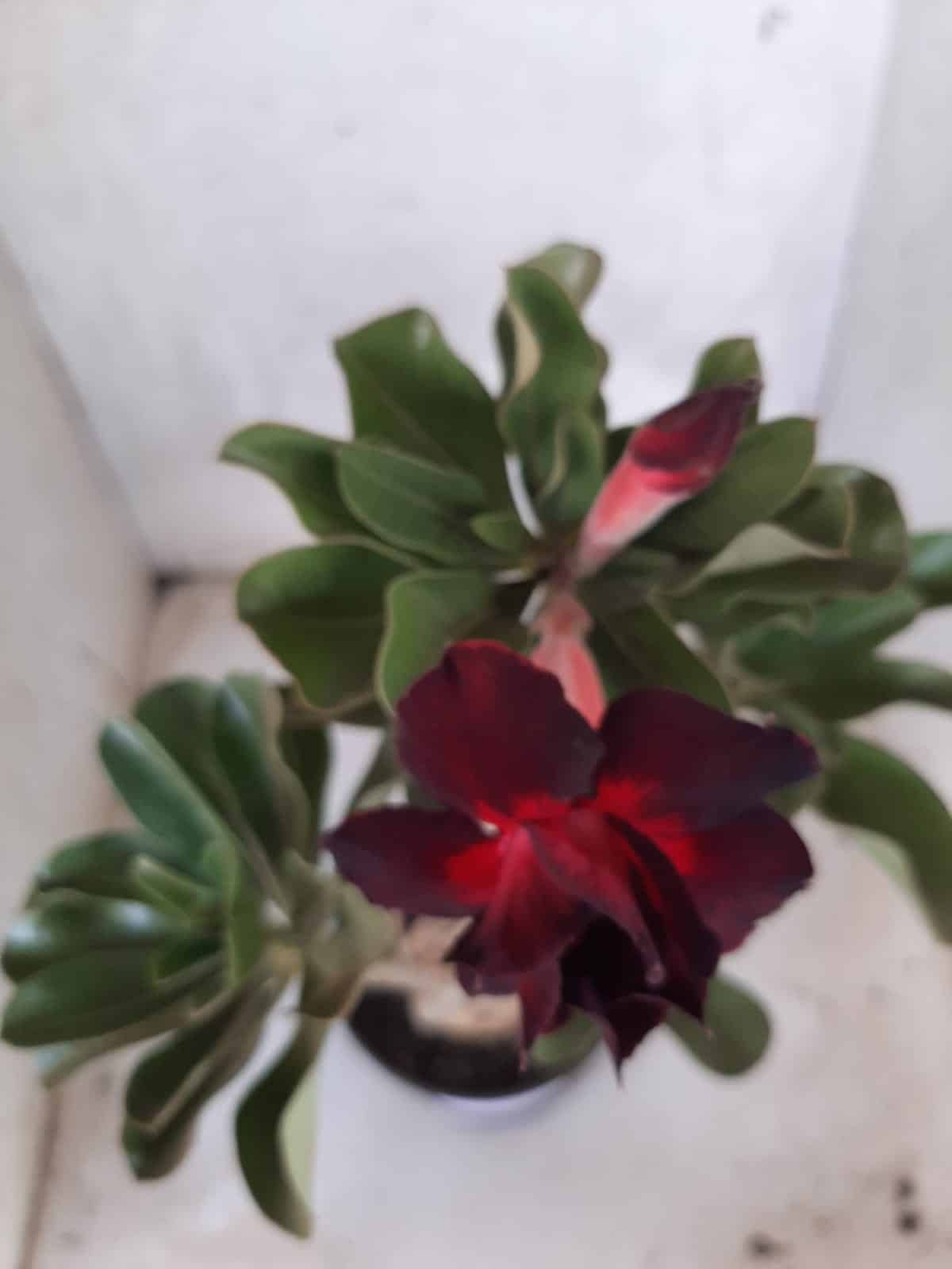 Planta Dobrada 2237 – 35cm – 03 anos