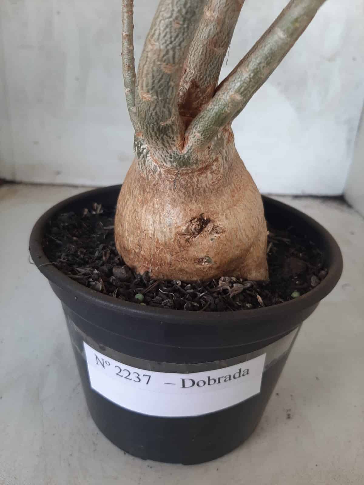 Planta Dobrada 2237 – 35cm – 03 anos