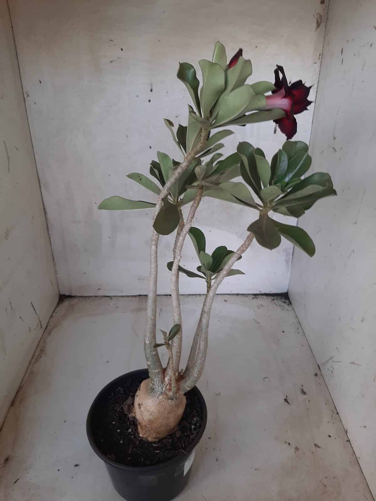 Planta Dobrada 2237 – 35cm – 03 anos