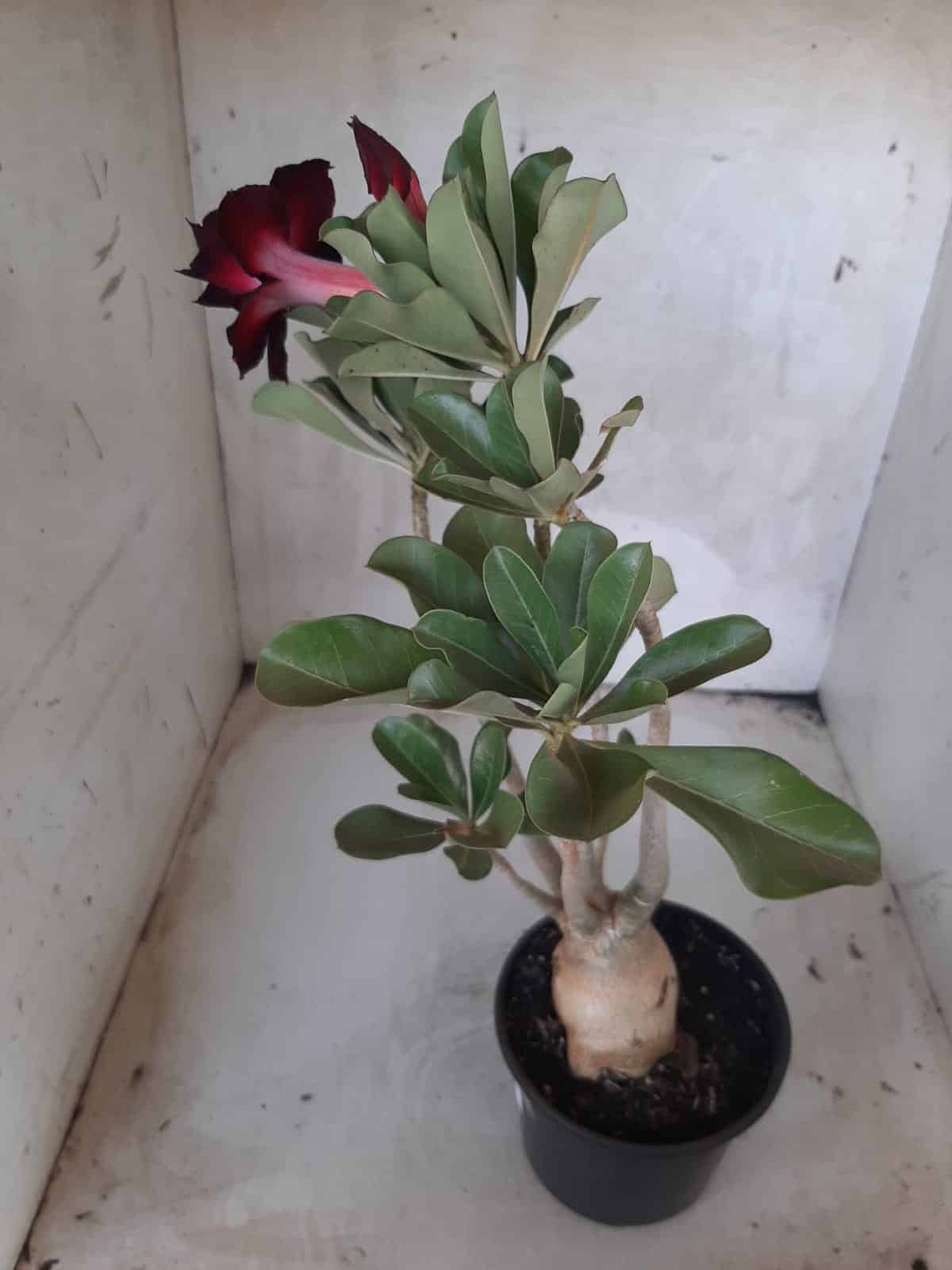 Planta Dobrada 2237 – 35cm – 03 anos