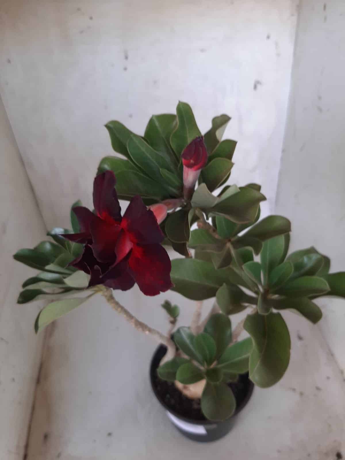Planta Dobrada 2237 – 35cm – 03 anos
