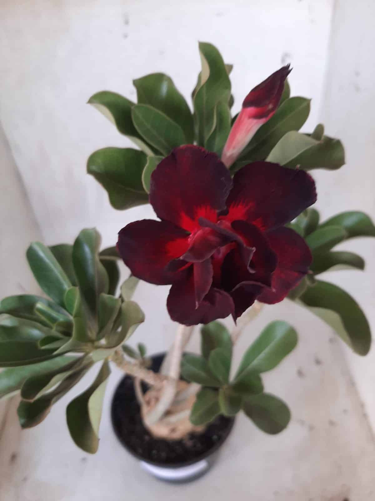 Planta Dobrada 2237 – 35cm – 03 anos