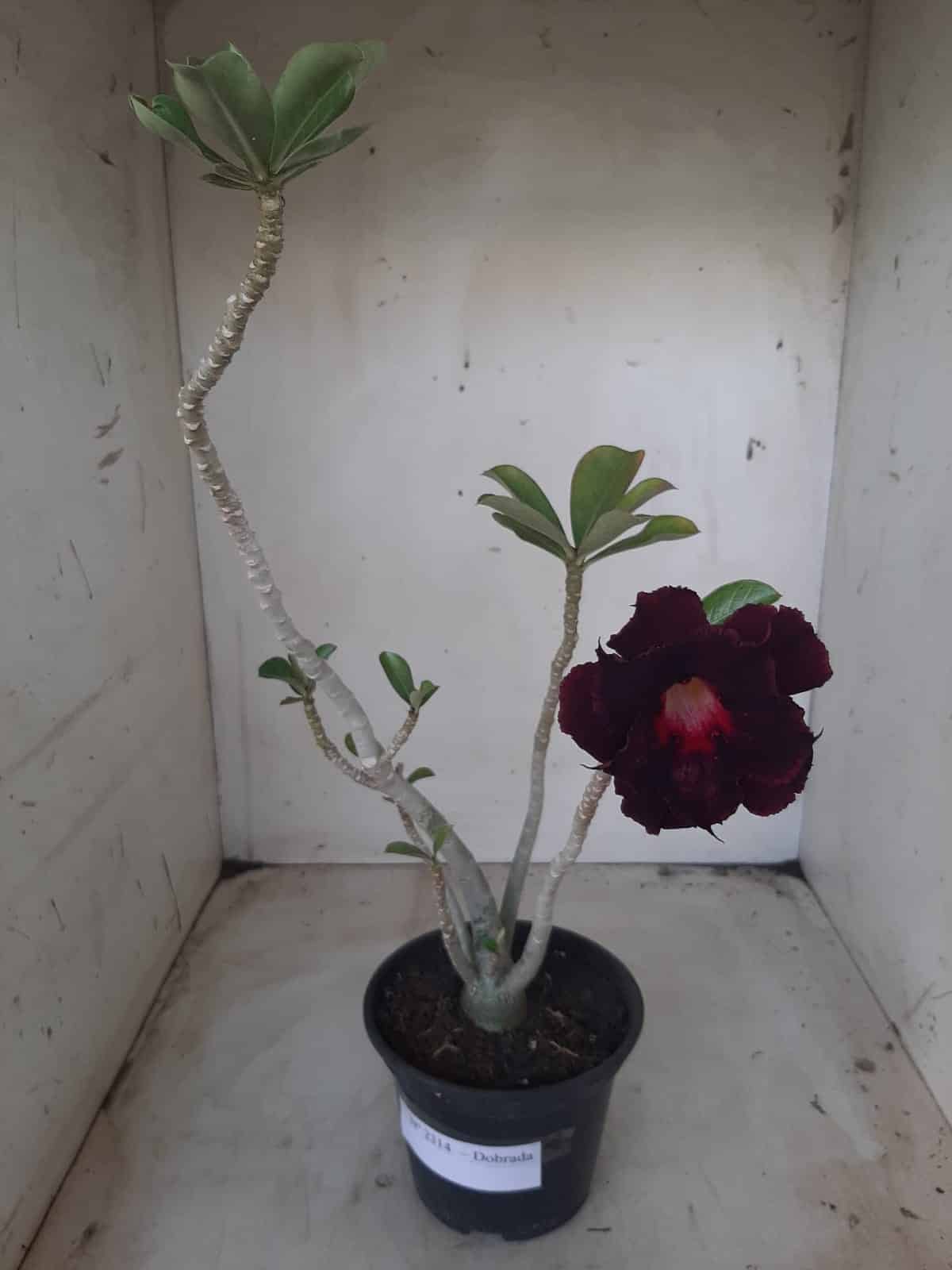 Planta Dobrada 2314 – 30cm – 02 anos