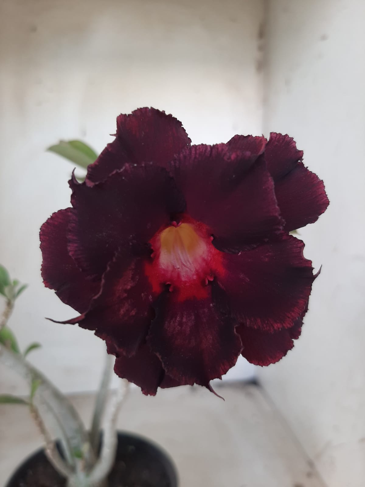 Planta Dobrada 2314 – 30cm – 02 anos