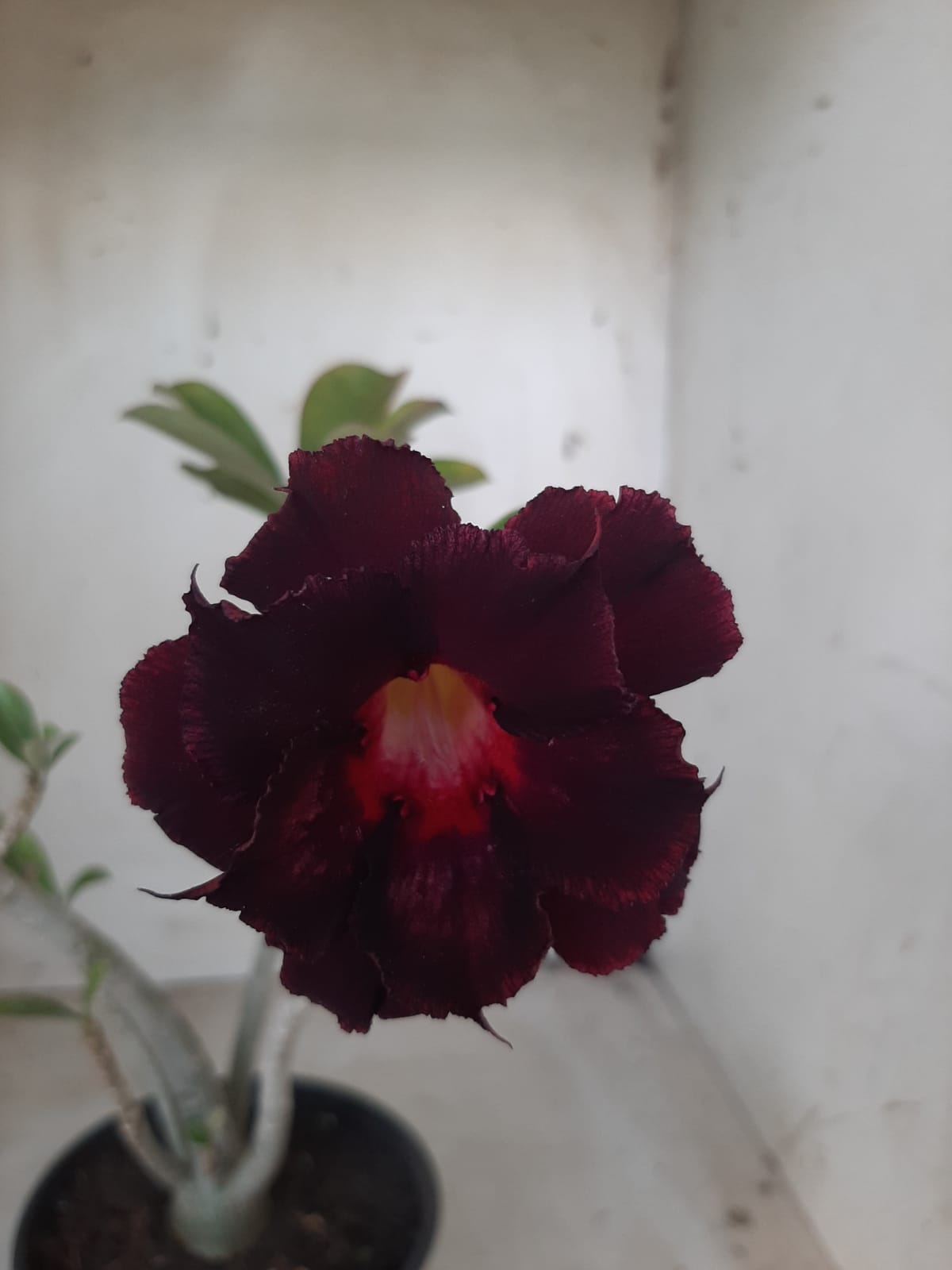 Planta Dobrada 2314 – 30cm – 02 anos