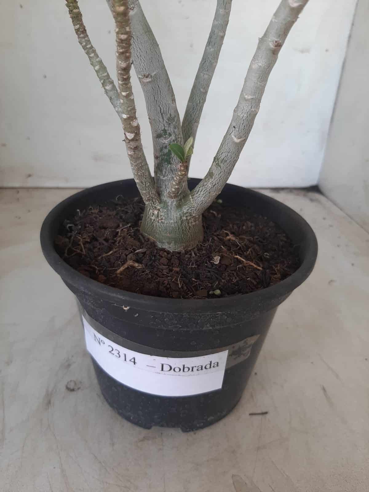 Planta Dobrada 2314 – 30cm – 02 anos