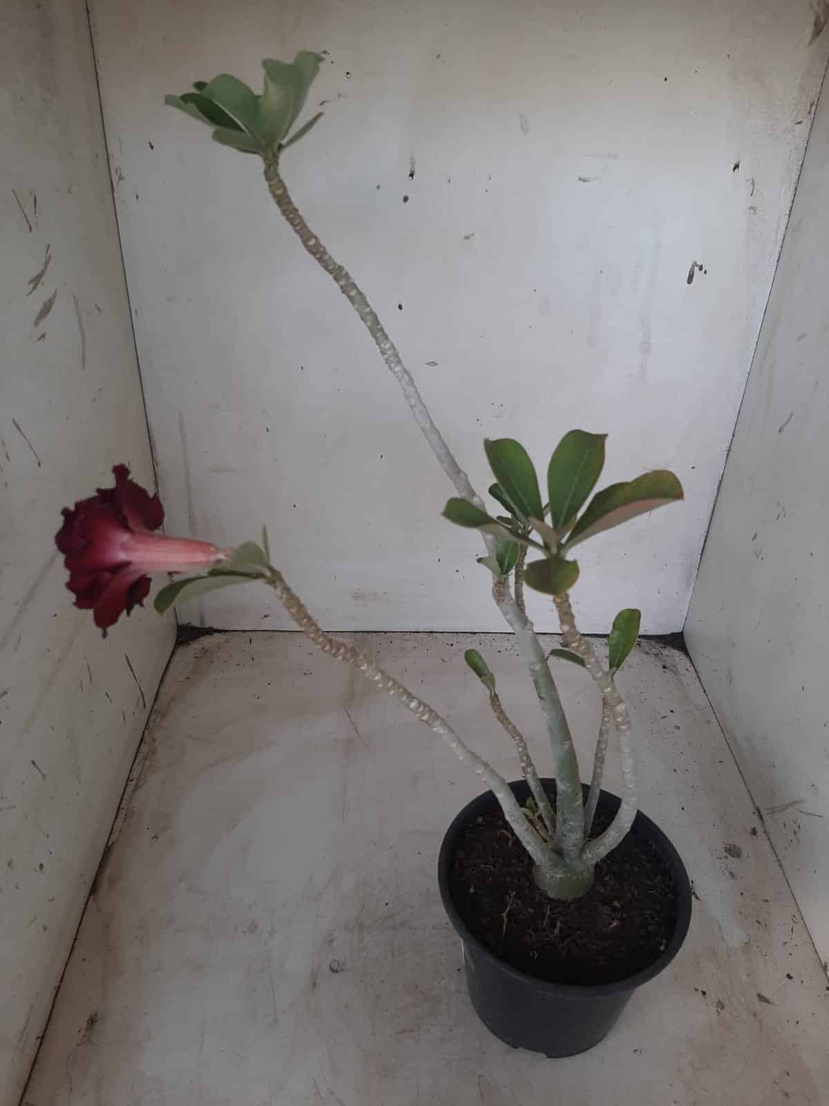 Planta Dobrada 2314 – 30cm – 02 anos