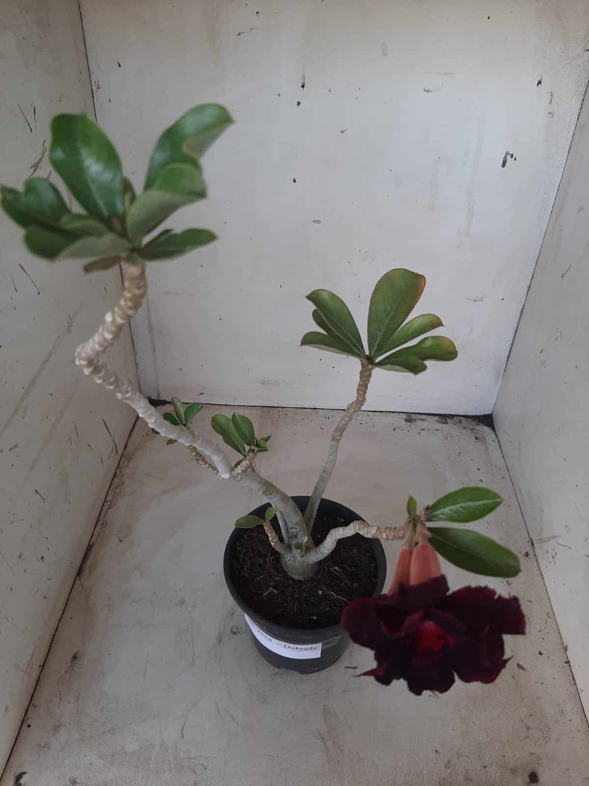 Planta Dobrada 2314 – 30cm – 02 anos