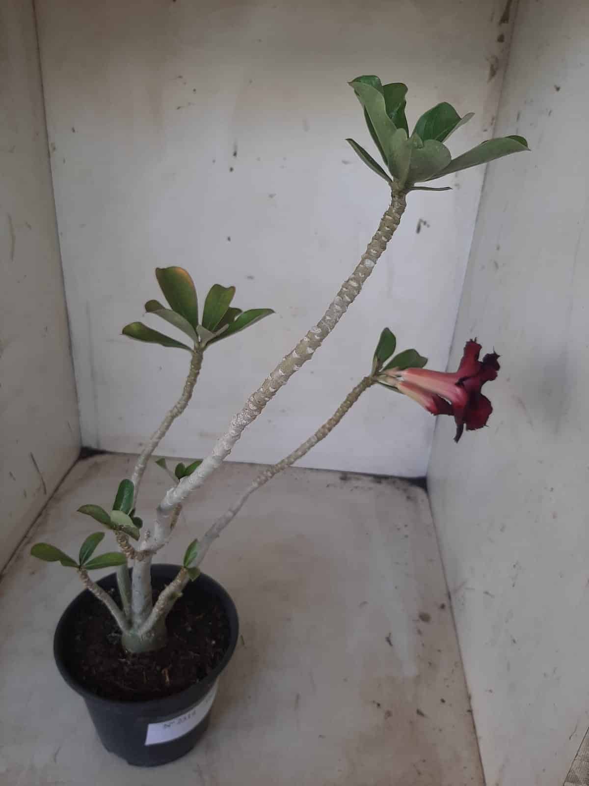 Planta Dobrada 2314 – 30cm – 02 anos