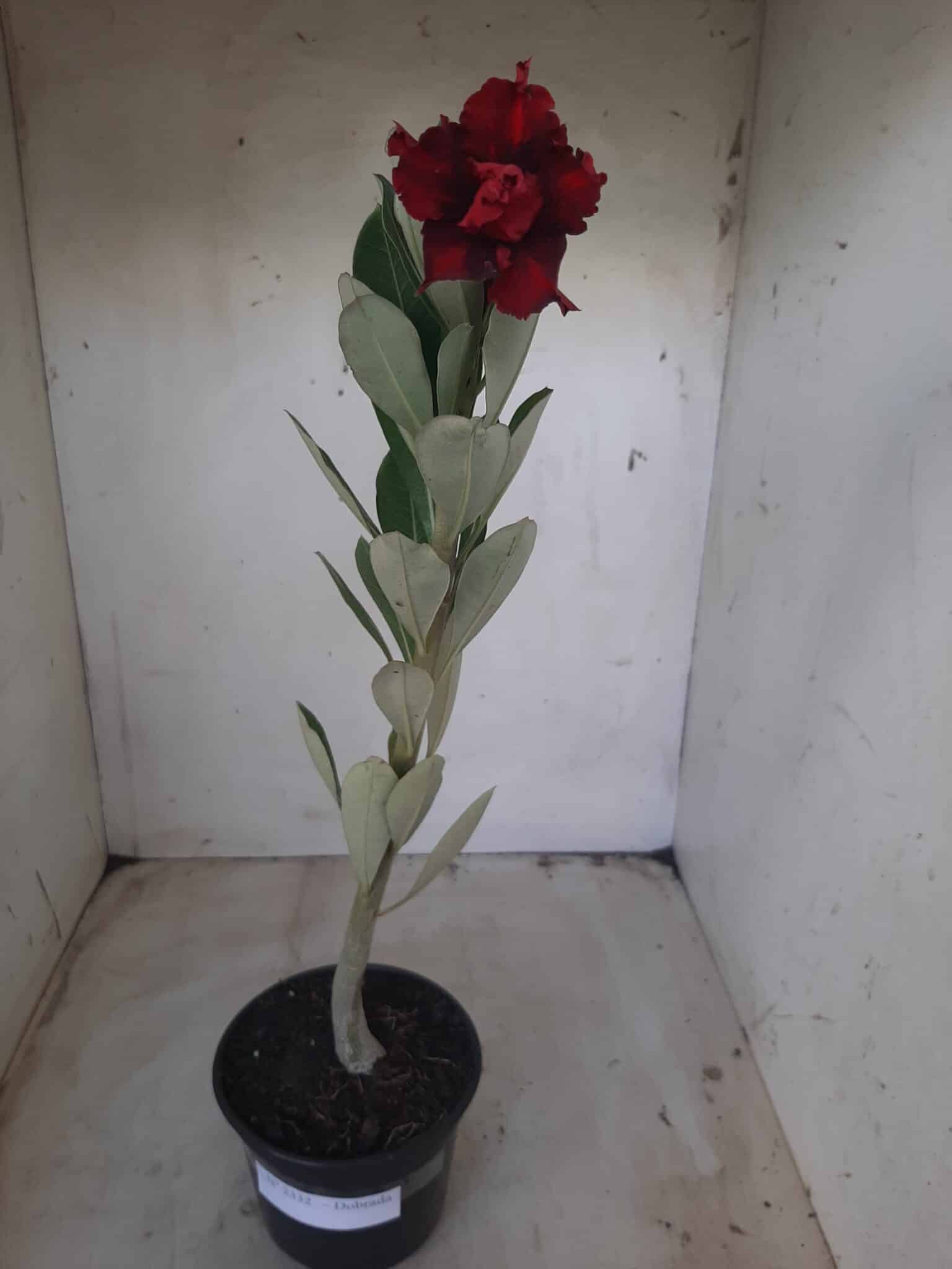 Planta Dobrada 2332 – 30cm – 02 anos