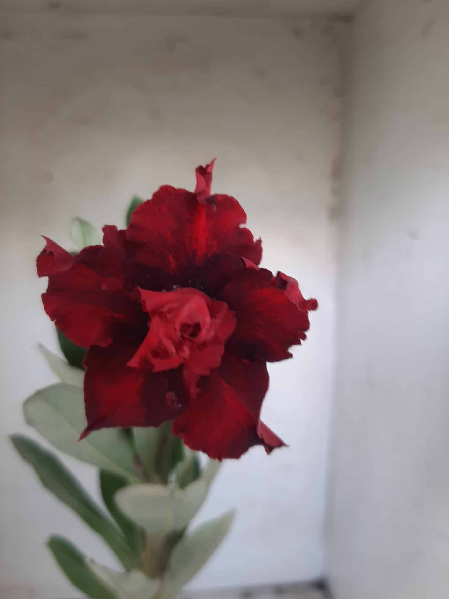 Planta Dobrada 2332 – 30cm – 02 anos