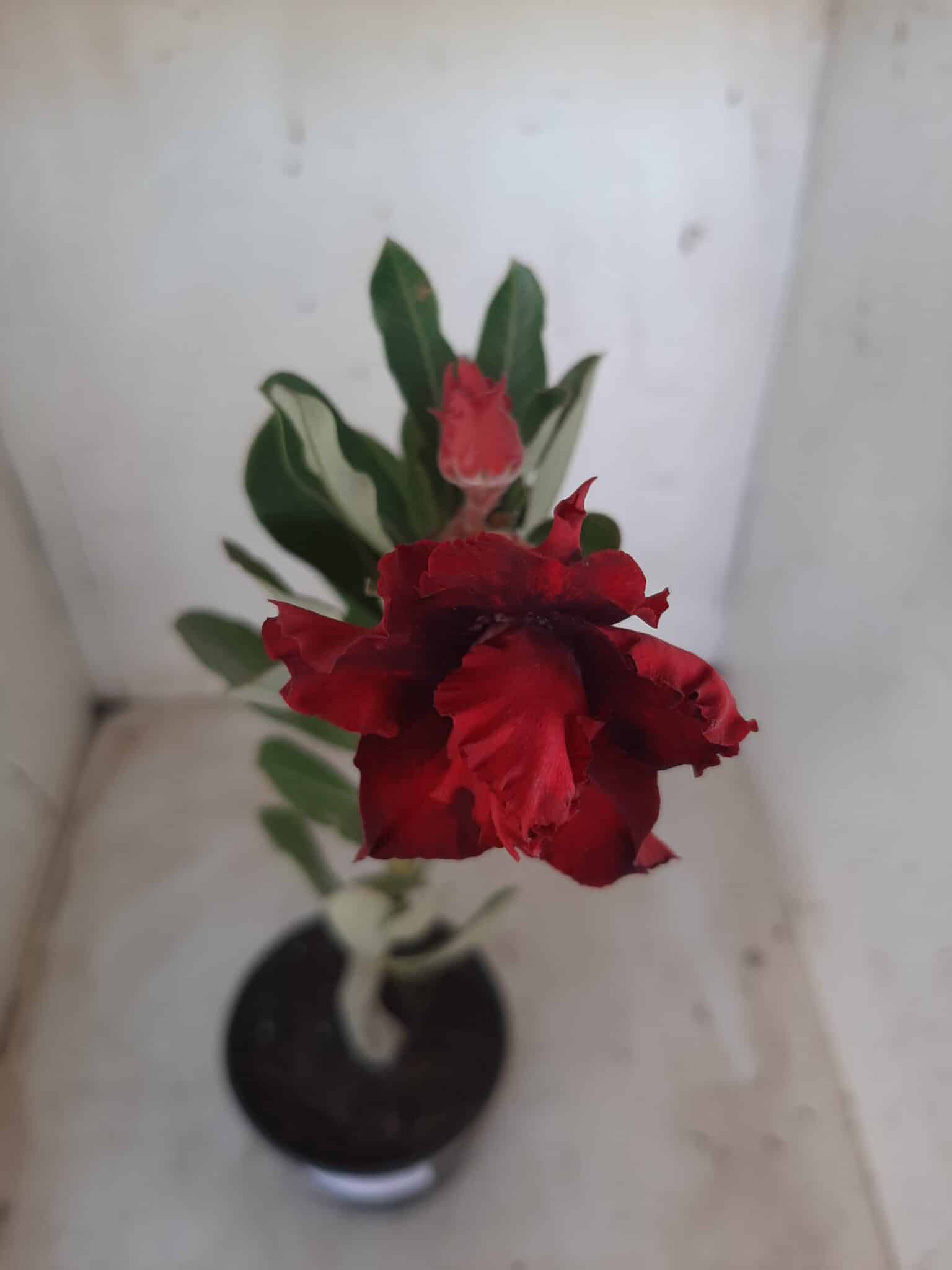 Planta Dobrada 2332 – 30cm – 02 anos