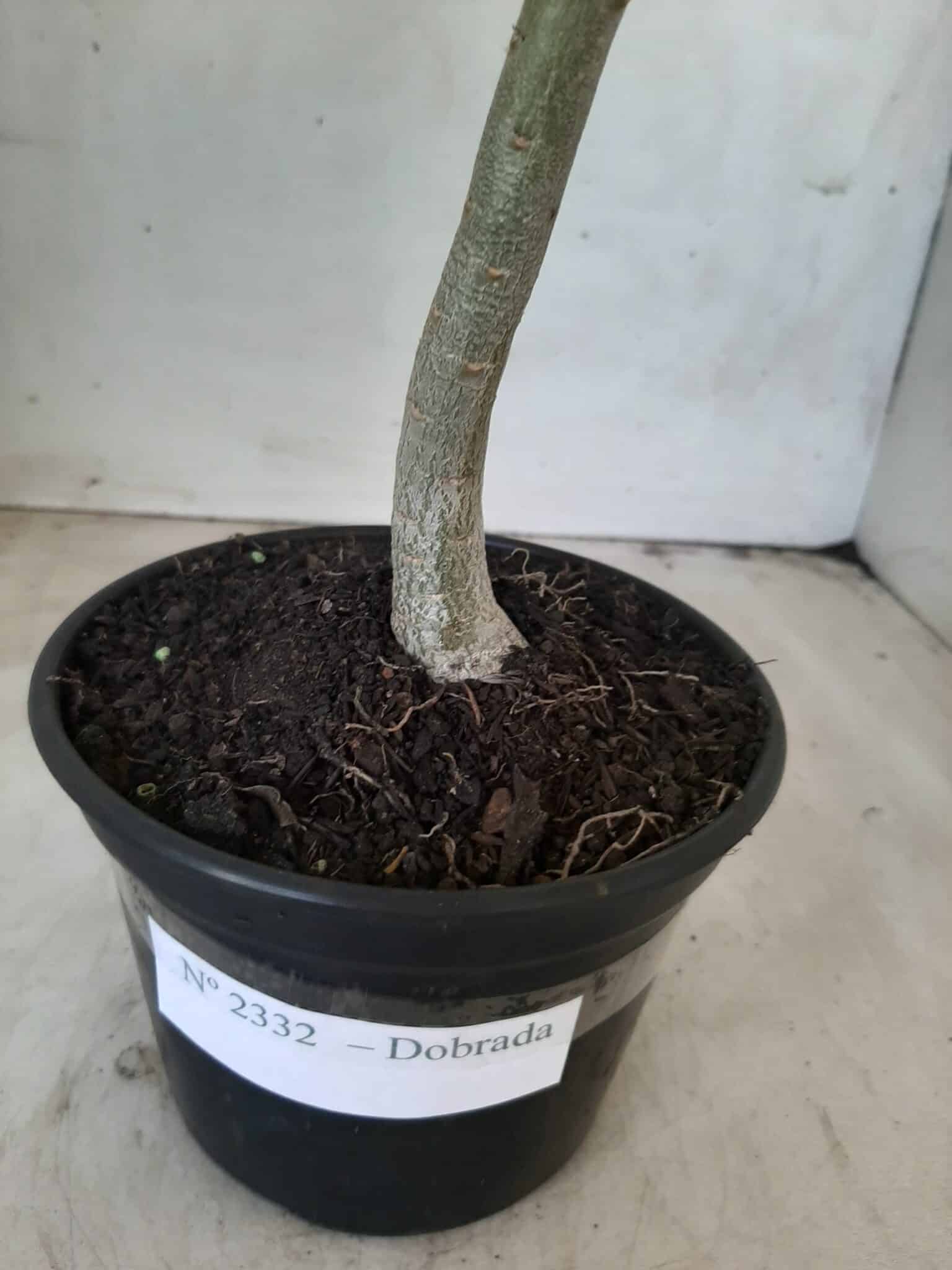 Planta Dobrada 2332 – 30cm – 02 anos