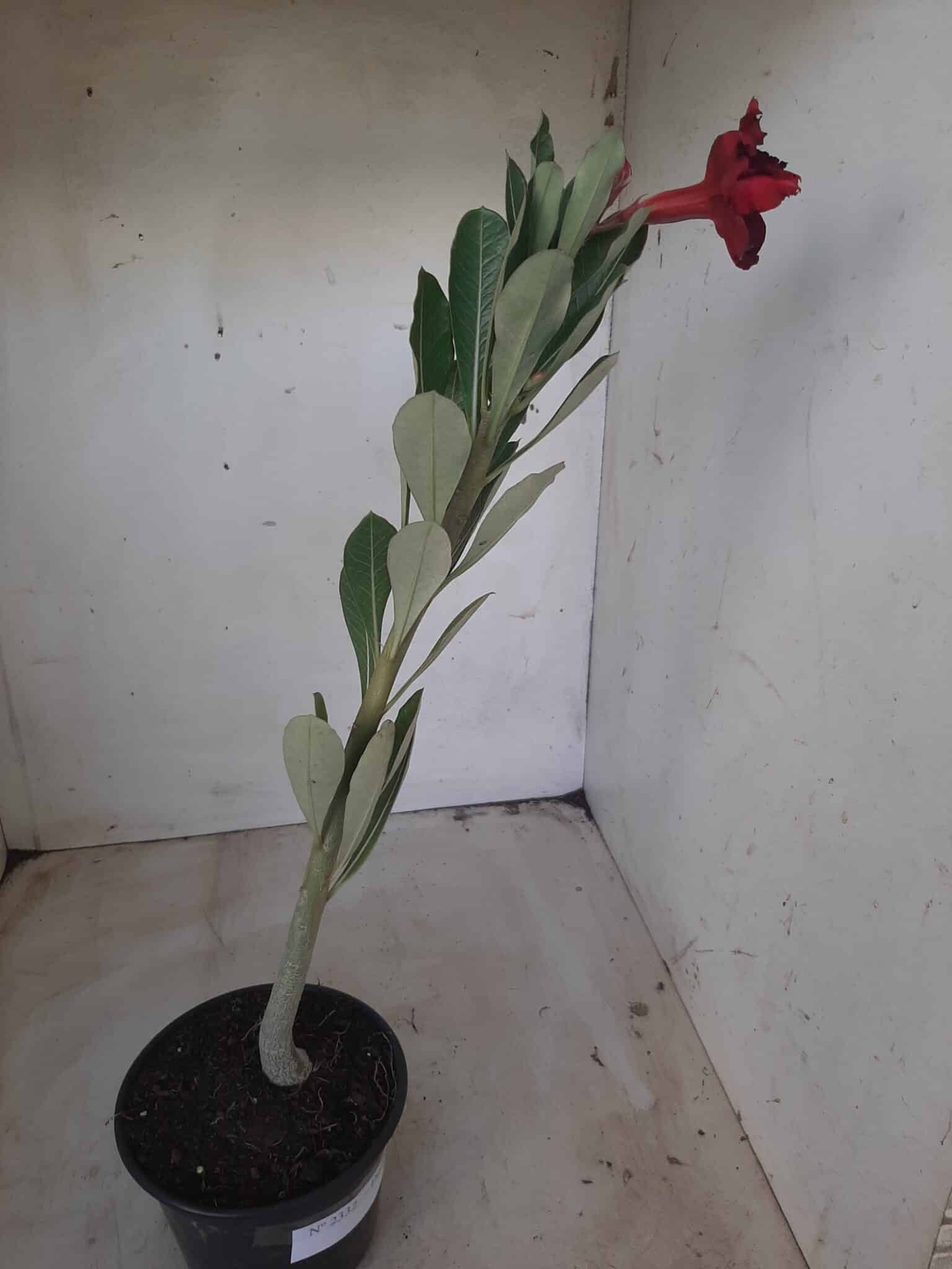 Planta Dobrada 2332 – 30cm – 02 anos