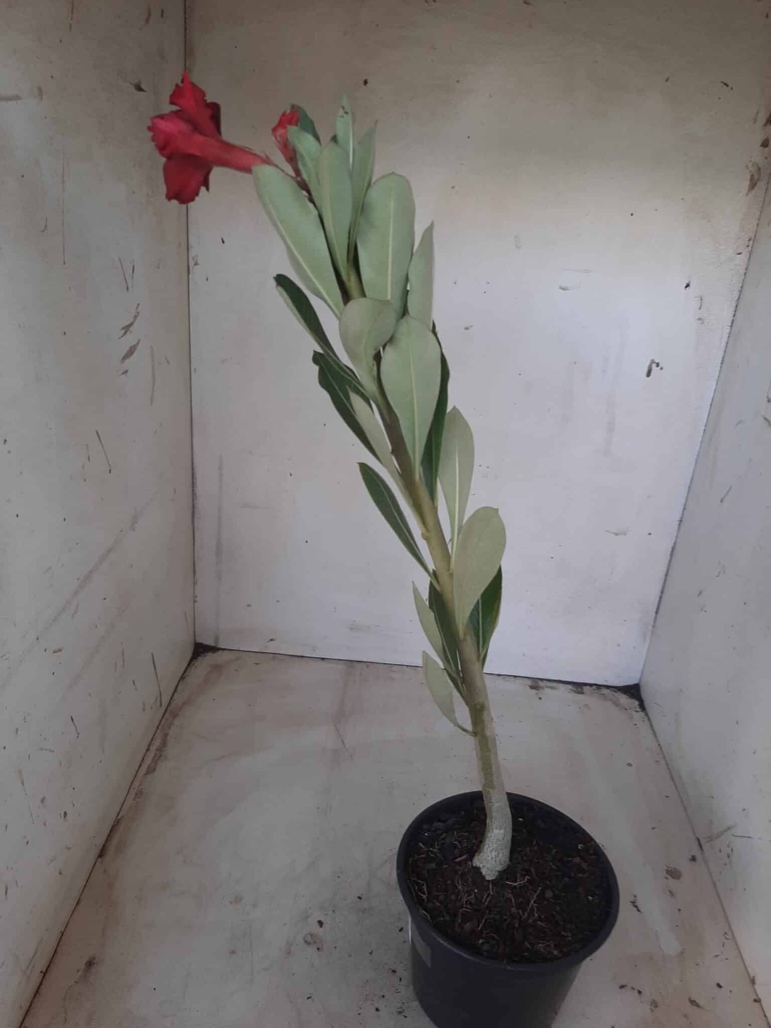 Planta Dobrada 2332 – 30cm – 02 anos