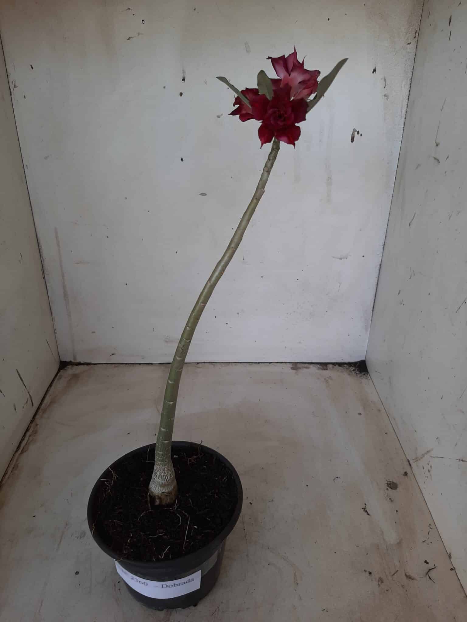 Planta Dobrada 2360 – 30cm – 01 ano