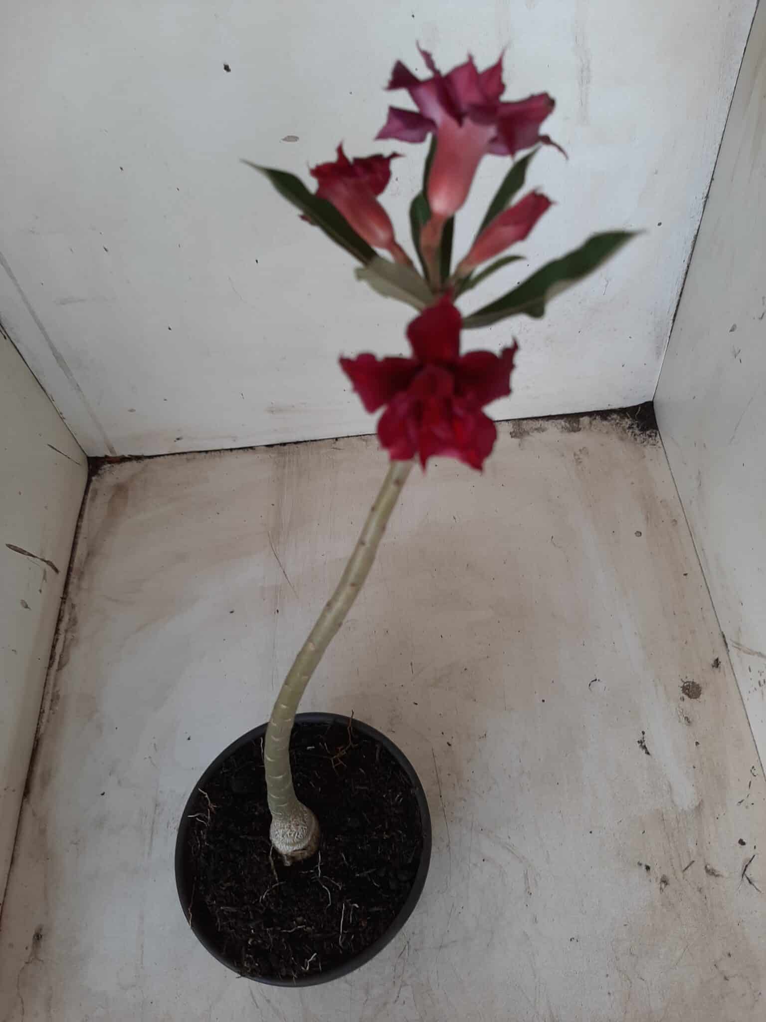 Planta Dobrada 2360 – 30cm – 01 ano