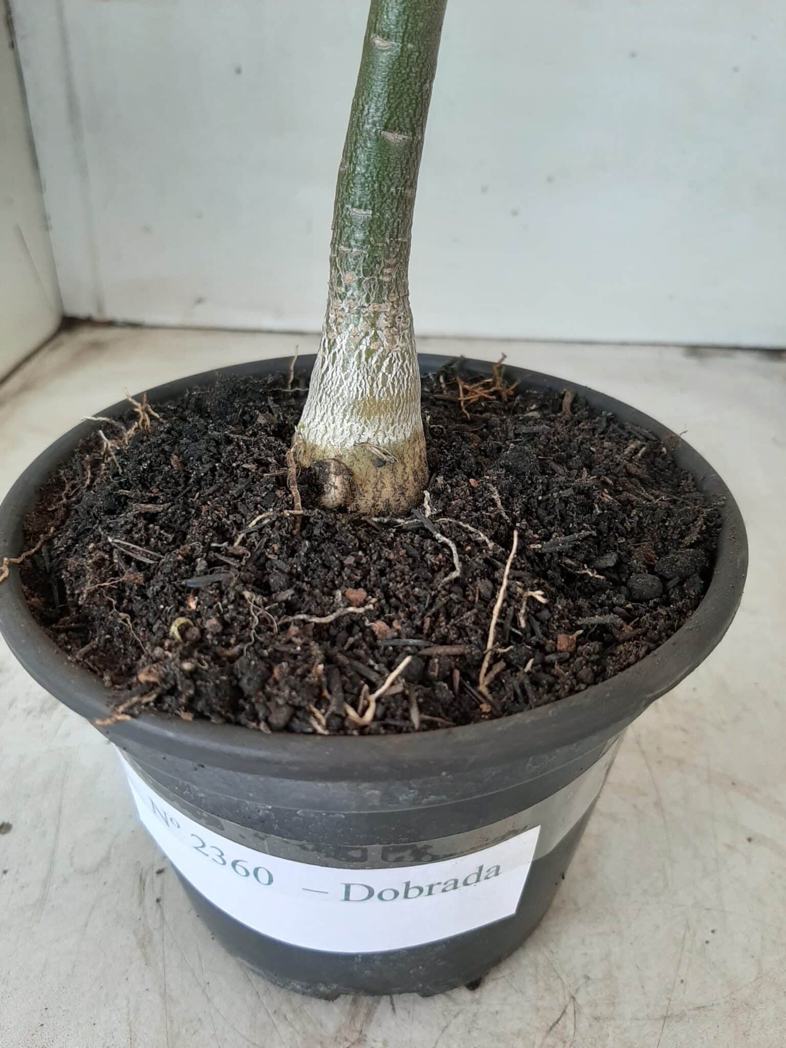Planta Dobrada 2360 – 30cm – 01 ano